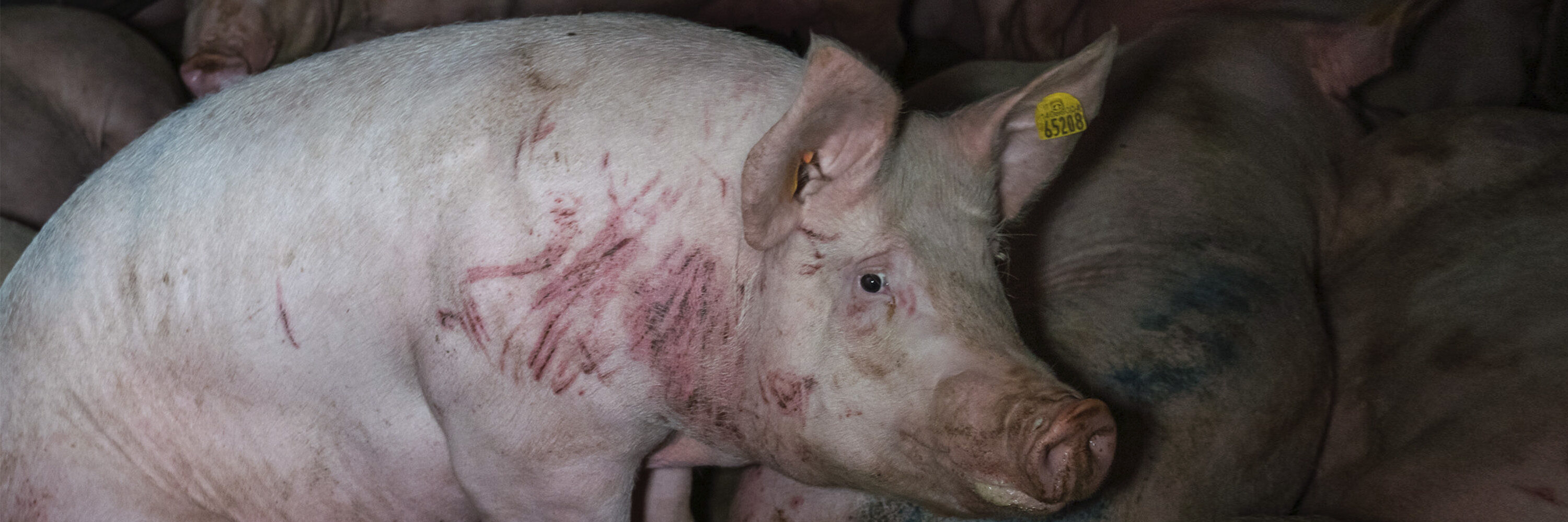 Nuestro equipo de investigación en Italia ha mostrado terribles actos de crueldad llevados a cabo con cerdos en el matadero de Zema S.r.l.
