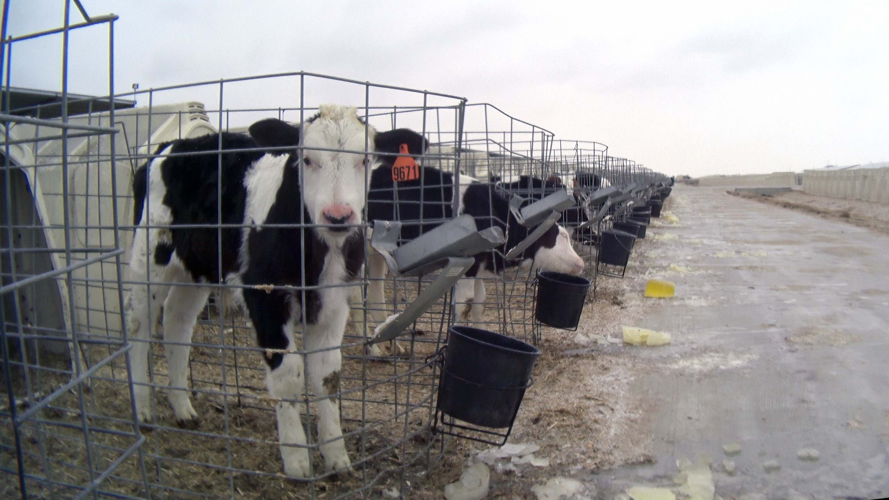 Terneros en jaulas, separados de las vacas y alimentados con leche artificial.