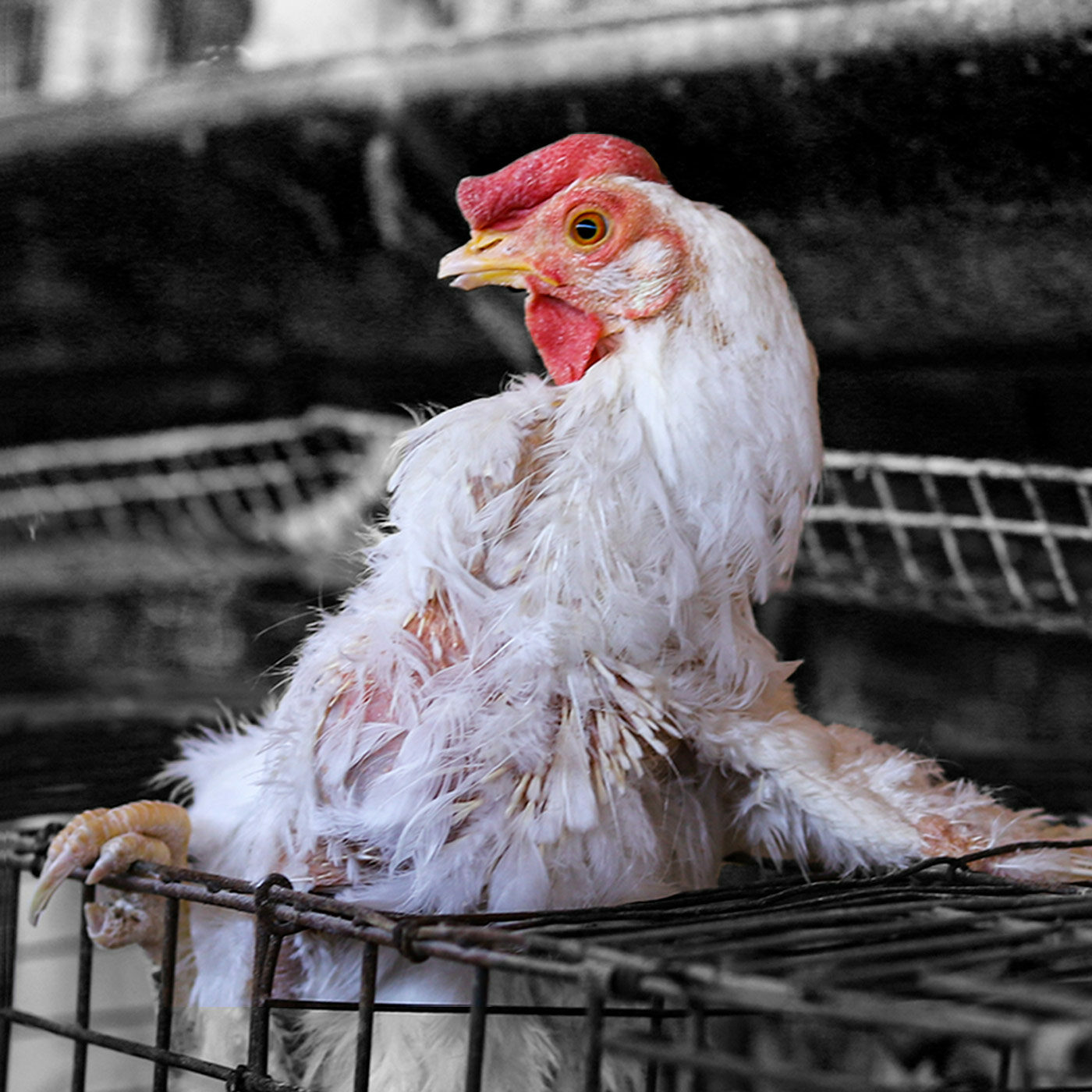 Pelecha: el cruel ayuno en gallinas enjauladas