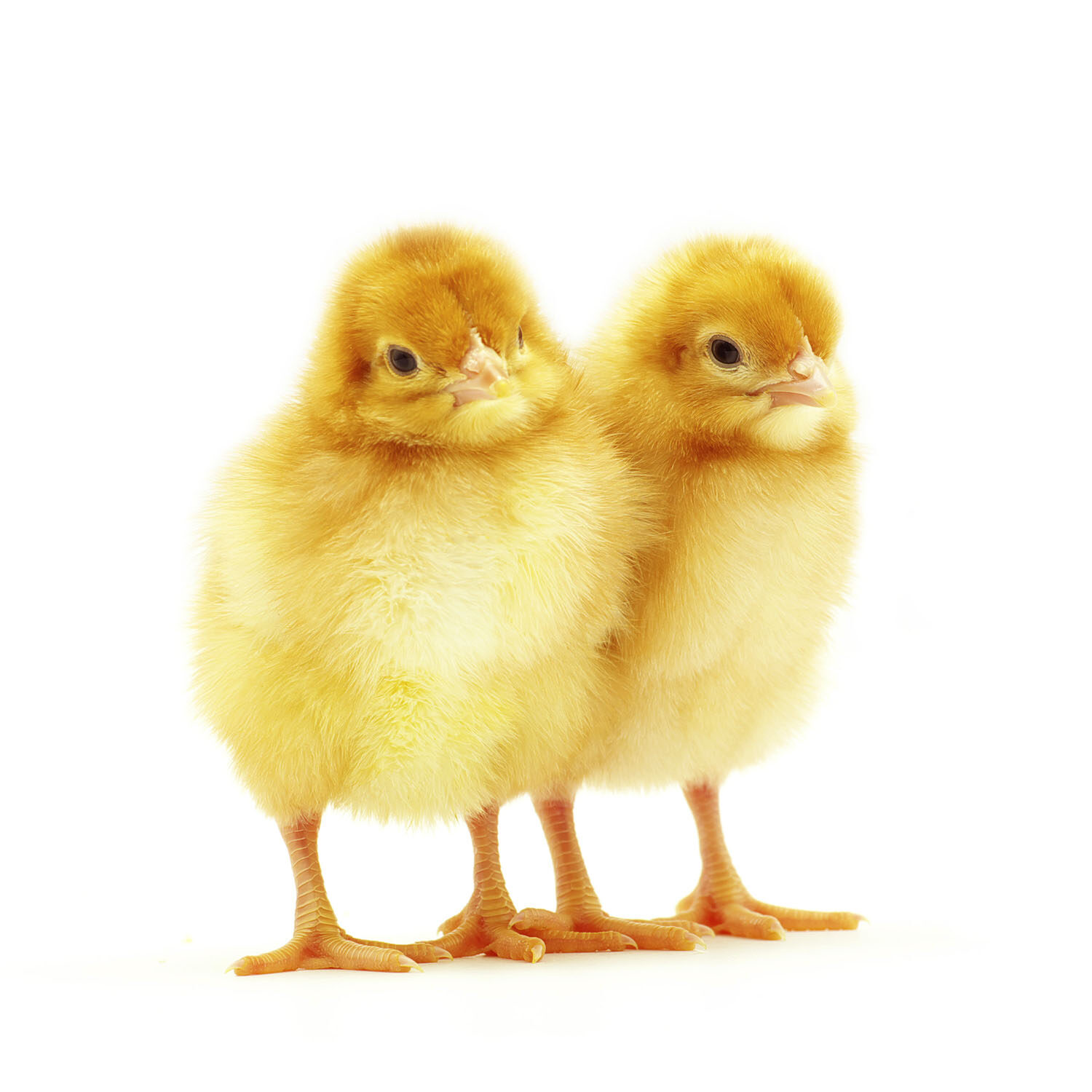 A partir del 2022 Francia eliminará los métodos de aplastamiento, gaseado o trituración de estos animales.