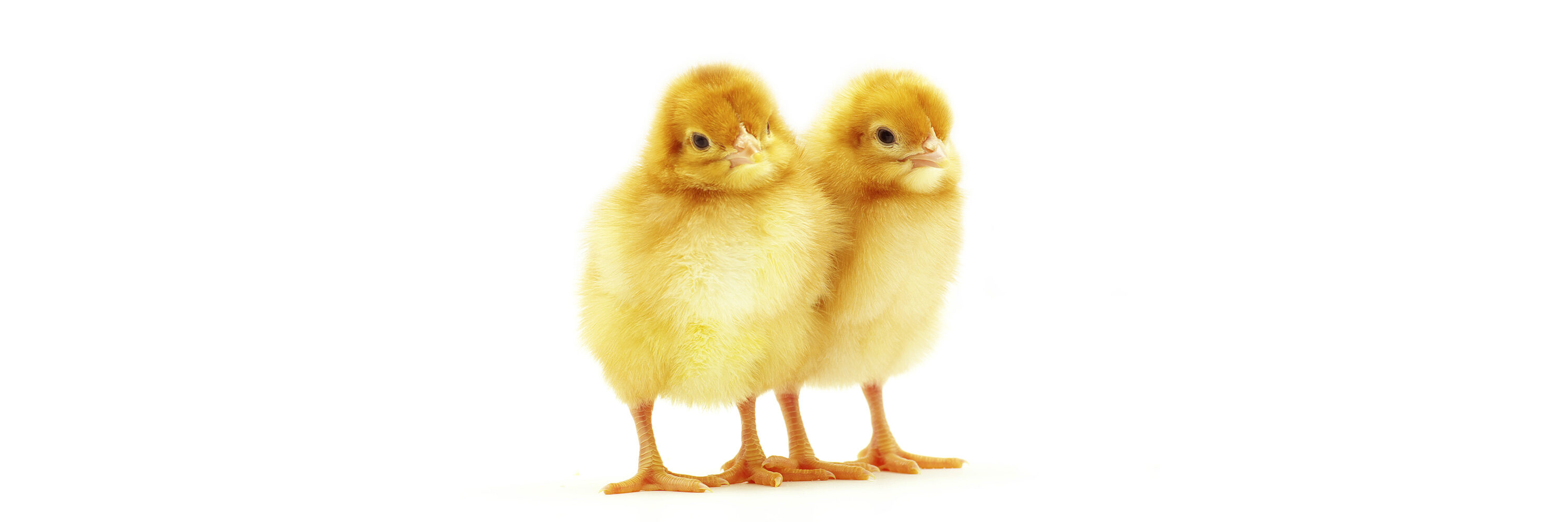 A partir del 2022 Francia eliminará los métodos de aplastamiento, gaseado o trituración de estos animales.