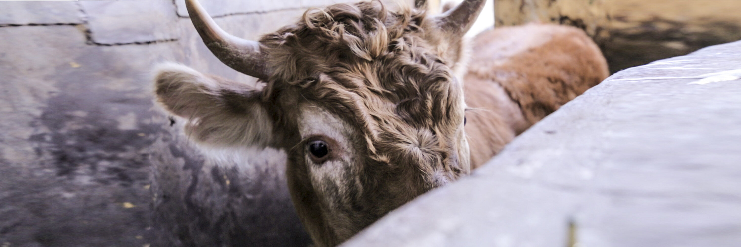 En términos generales esta propuesta de ley busca dotar de mayor protección a los animales destinados al abasto en comparación con la Ley Federal de Sanidad Animal.