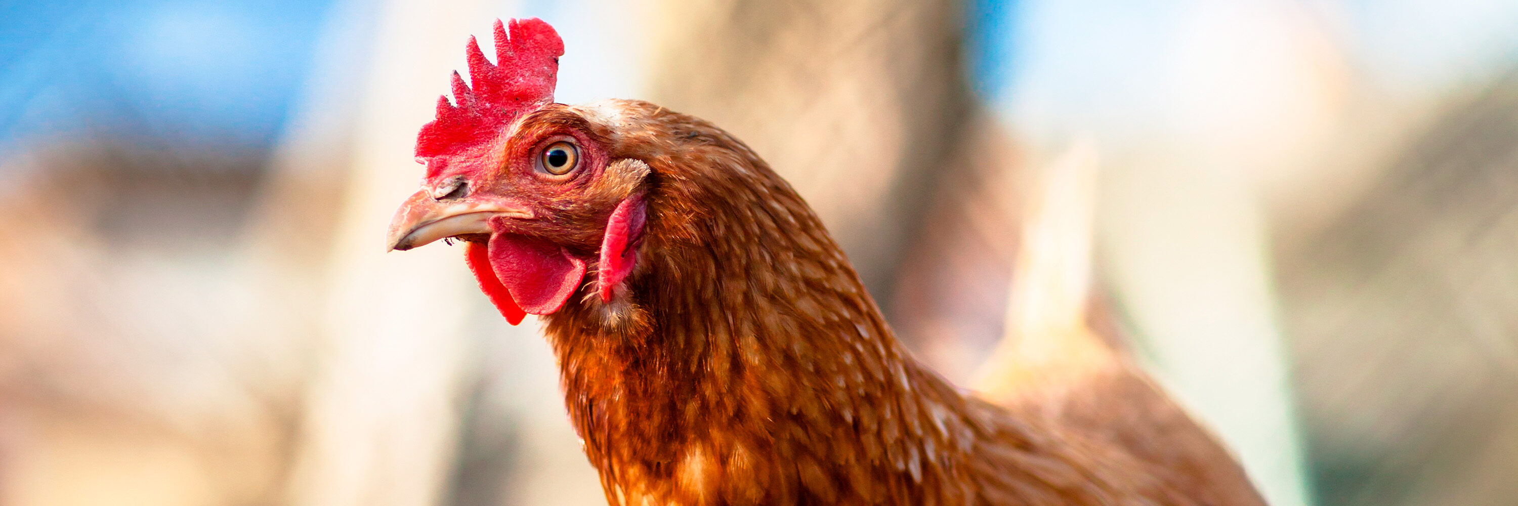 Gracias al trabajo de más de 75 organizaciones de protección animal en 63 países, incluida Igualdad Animal, Yum! Brands adopta un compromiso libre de jaula