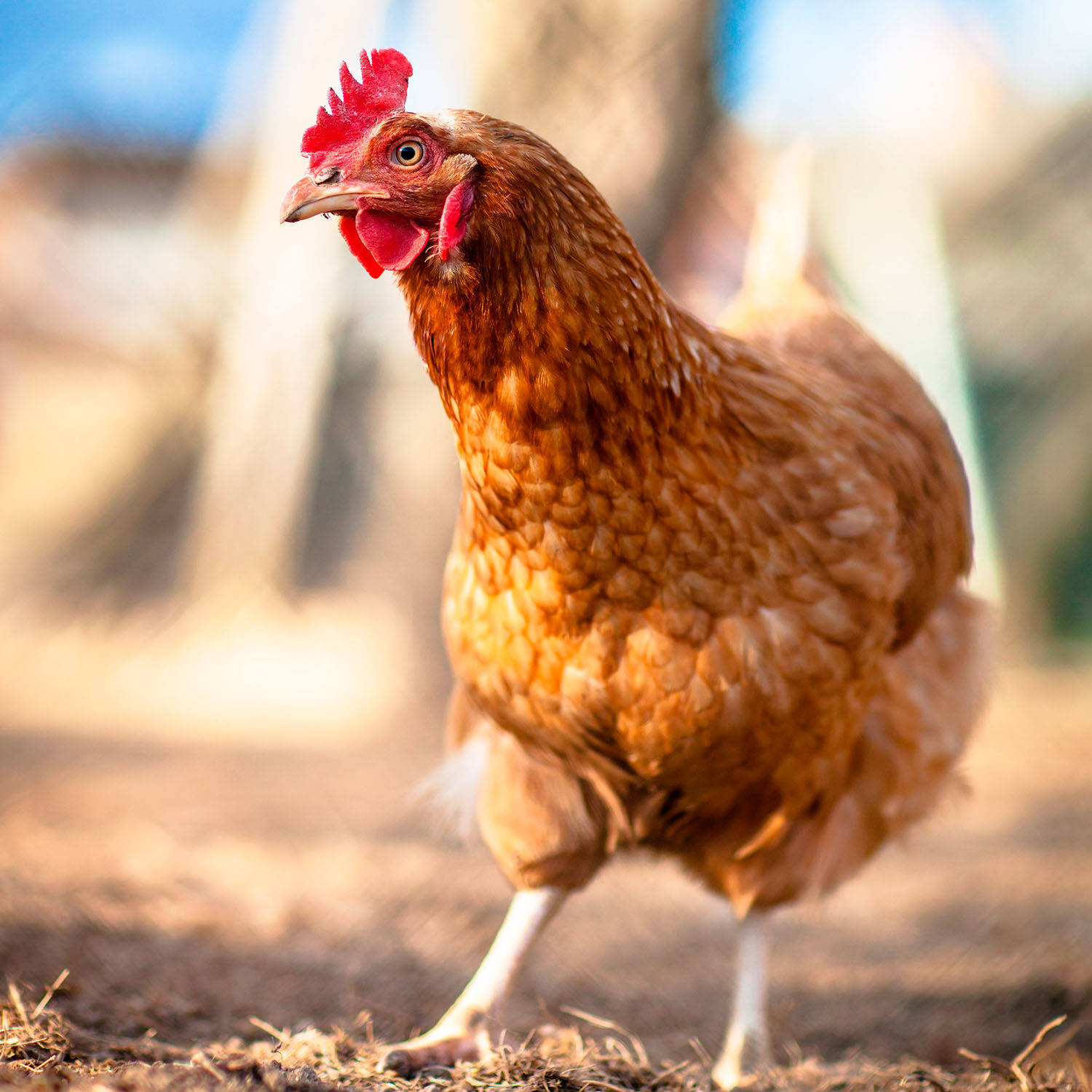 Gracias al trabajo de más de 75 organizaciones de protección animal en 63 países, incluida Igualdad Animal, Yum! Brands adopta un compromiso libre de jaula.