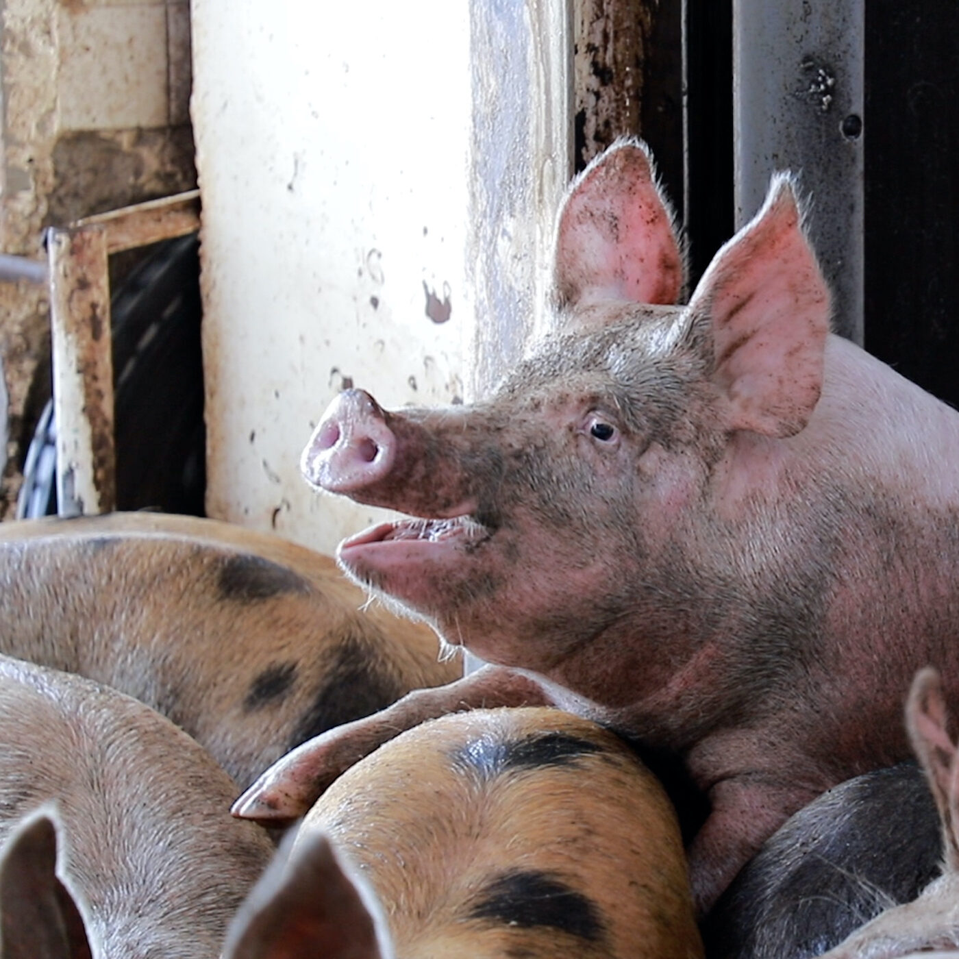 Crueldad e ilegalidad en rastro de cerdos
