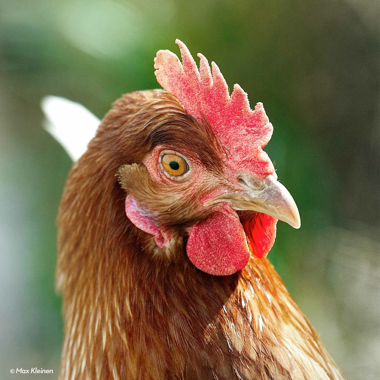 A partir de 2025, el 100% de los huevos que se consuman en los 260 hoteles del grupo, ubicados en 22 países, incluido México, provendrán de gallinas libres de jaula.