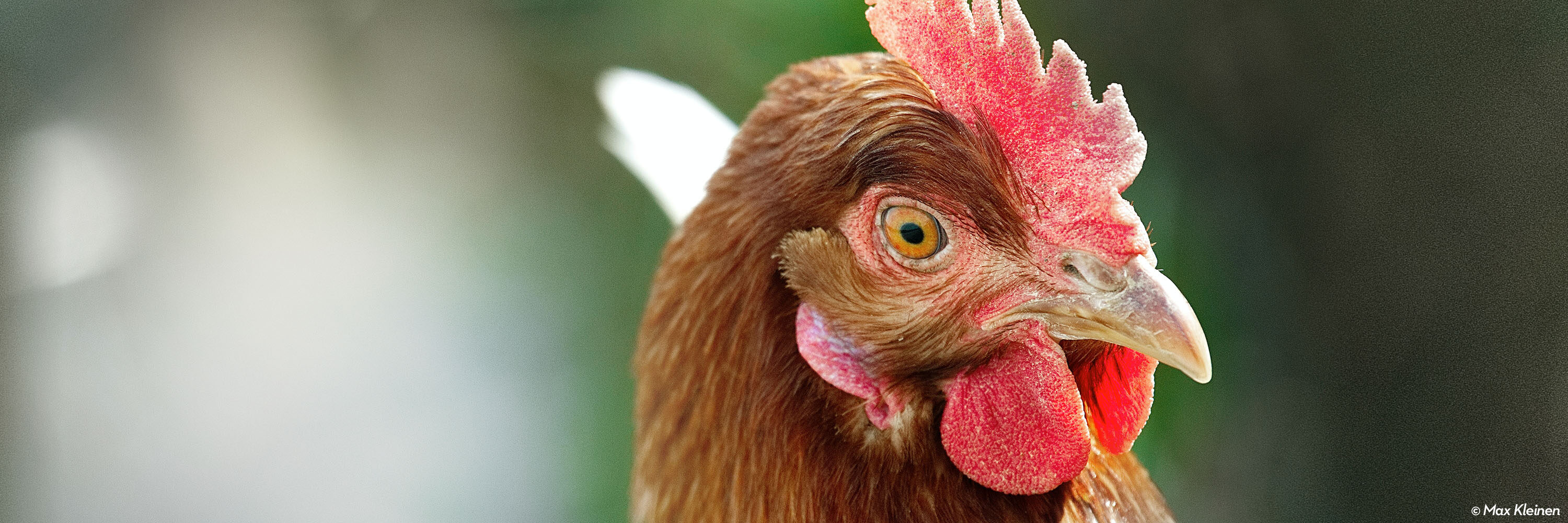 A partir de 2025, el 100% de los huevos que se consuman en los 260 hoteles del grupo, ubicados en 22 países, incluido México, provendrán de gallinas libres de jaula.