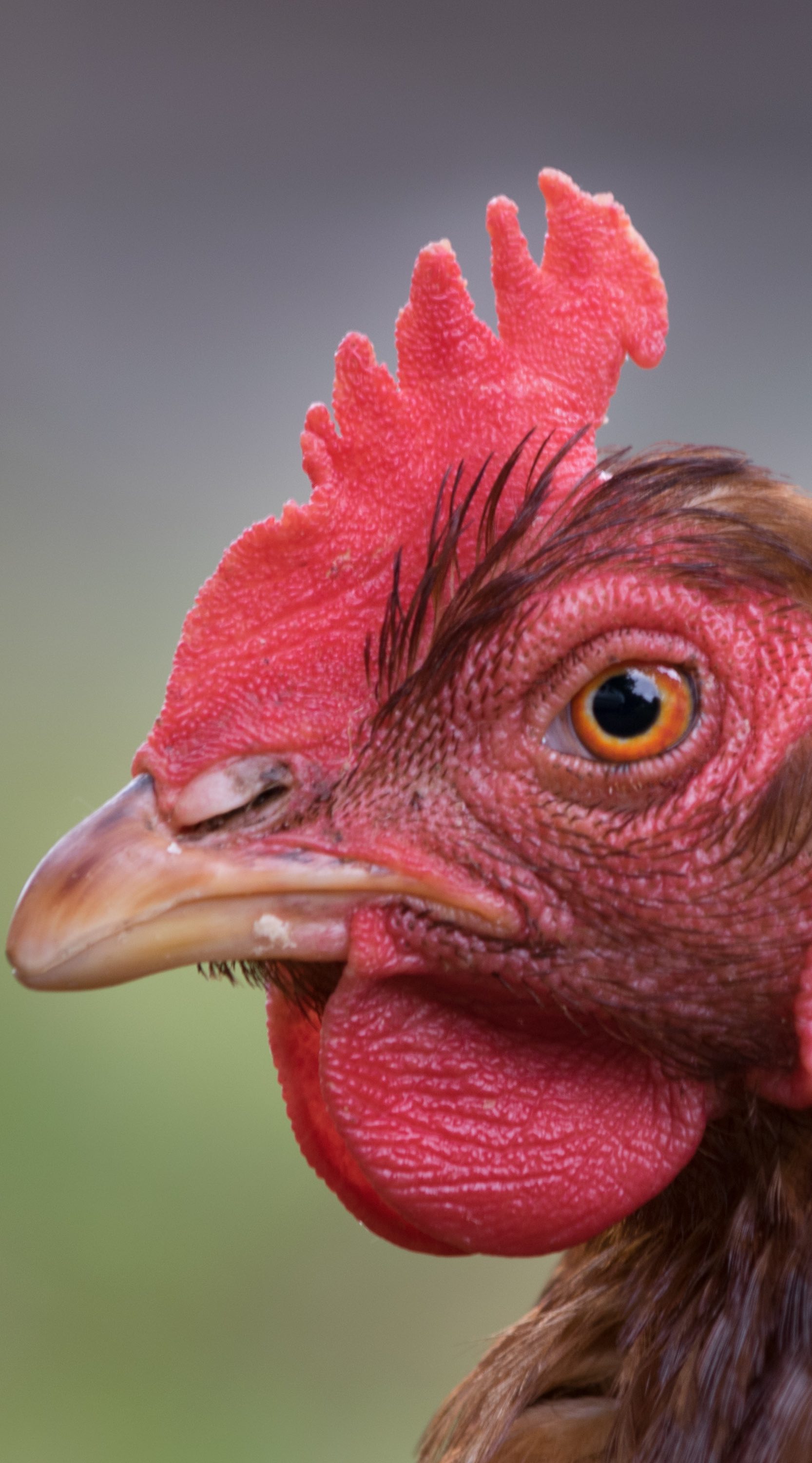 Close up chicken