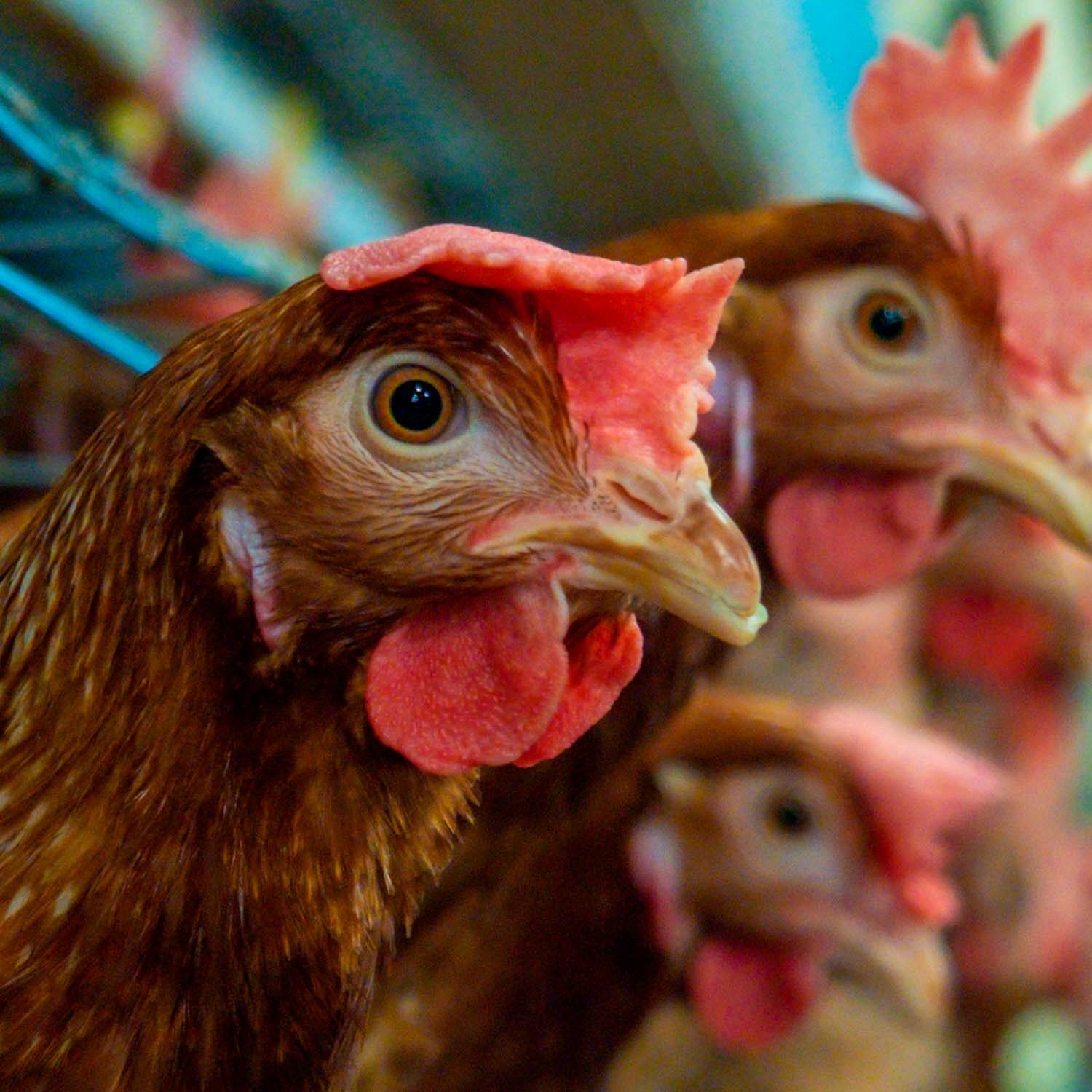 China establece estándar formal para el uso de huevos de gallinas libres de jaula como respuesta a las más de 70 compañías que se han comprometido públicamente.