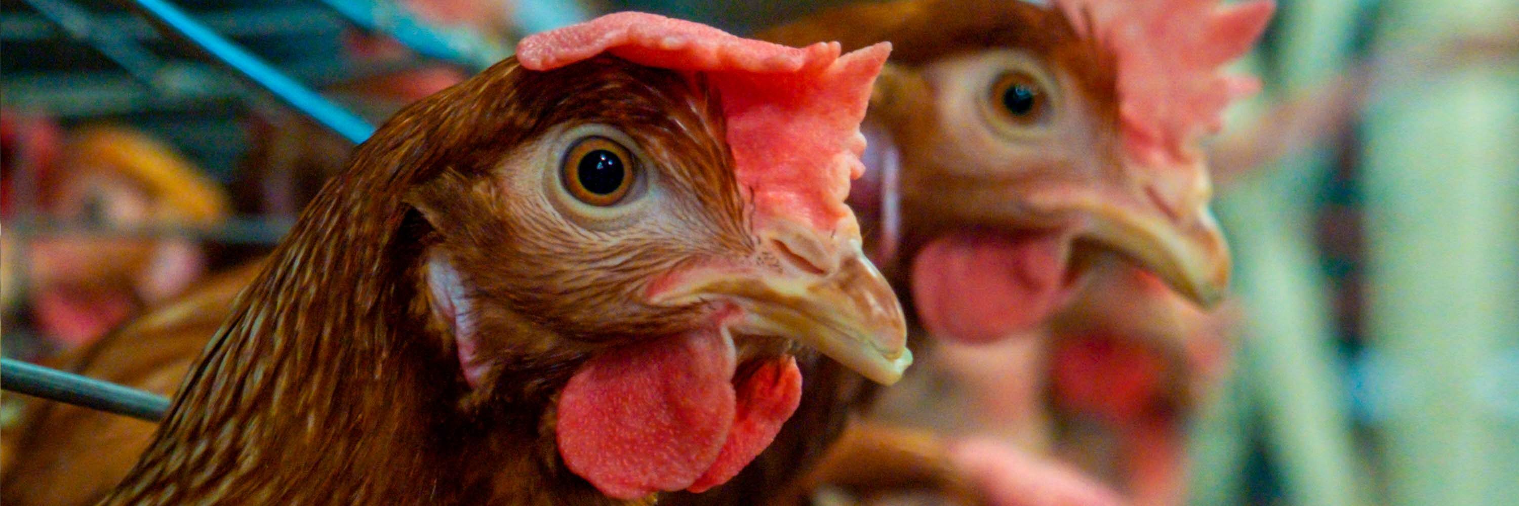 China establece estándar formal para el uso de huevos de gallinas libres de jaula como respuesta a las más de 70 compañías que se han comprometido públicamente.