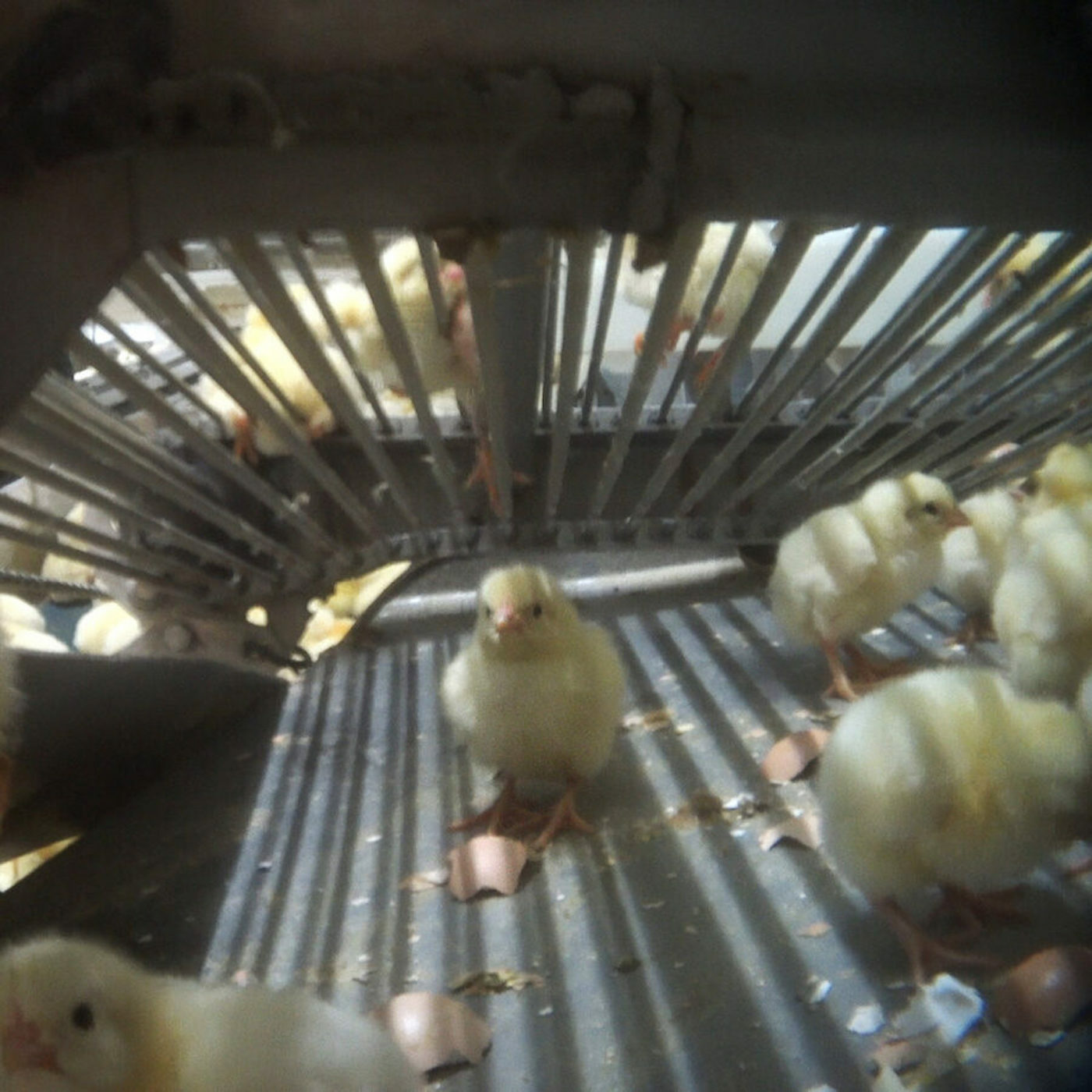 Escandaloso abusos a pollitos en planta incubadora de USA