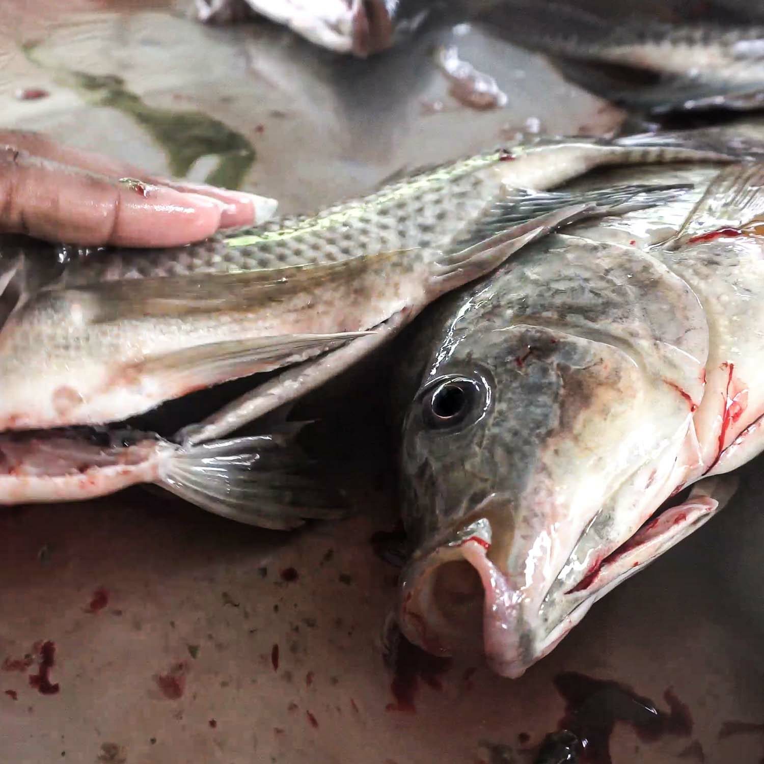 Esta nueva investigación deja al descubierto el sufrimiento de los peces que no cuentan con ninguna protección ante las leyes en México.