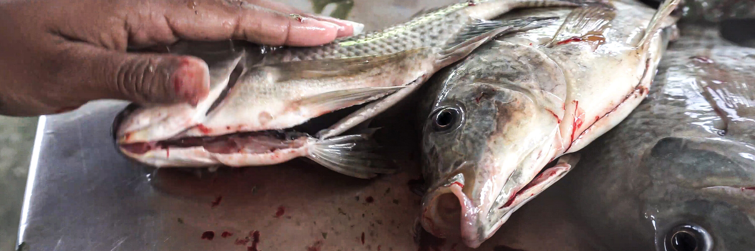 Esta nueva investigación deja al descubierto el sufrimiento de los peces que no cuentan con ninguna protección ante las leyes en México.