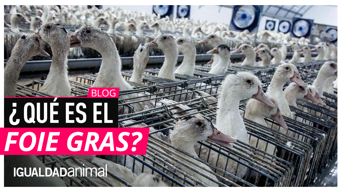¿Qué es el Foie Gras?