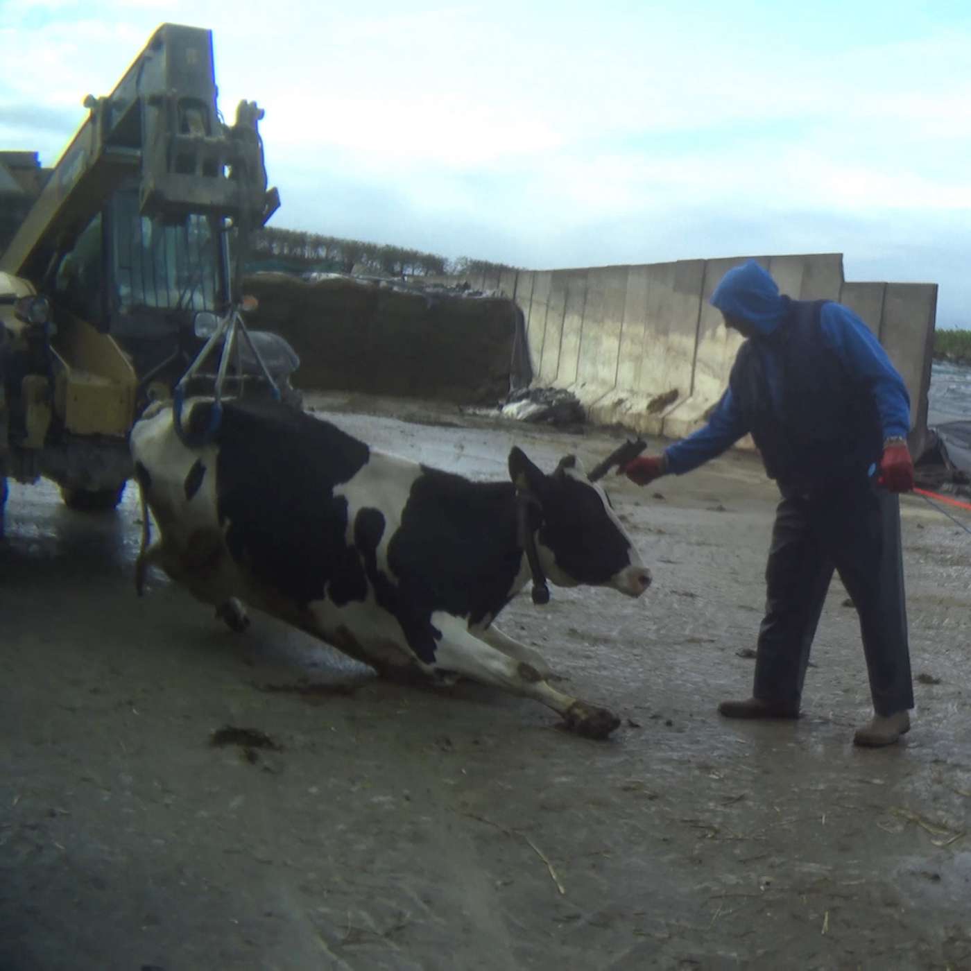 Vacas pateadas y abusadas en Reino Unido