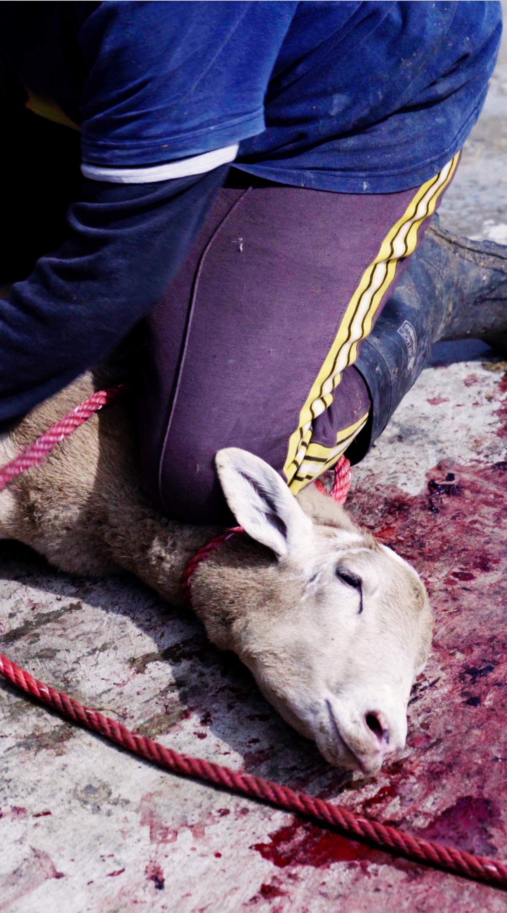 Denunciar maltrato y crueldad animal