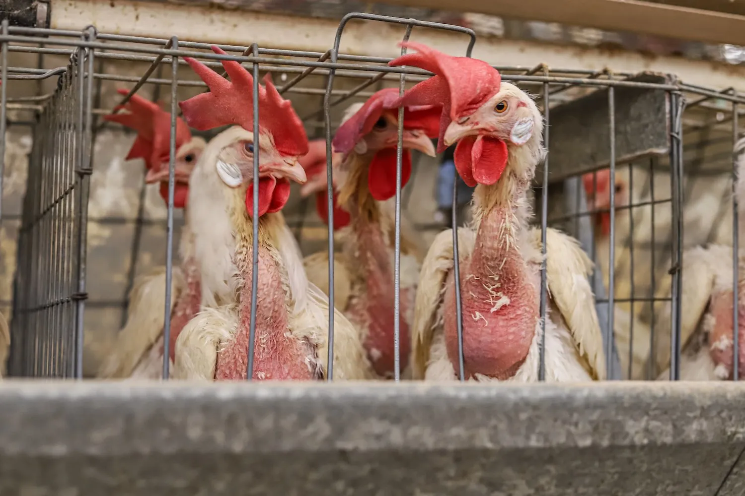 Investigación de Igualdad Animal en granja de huevos mexicana