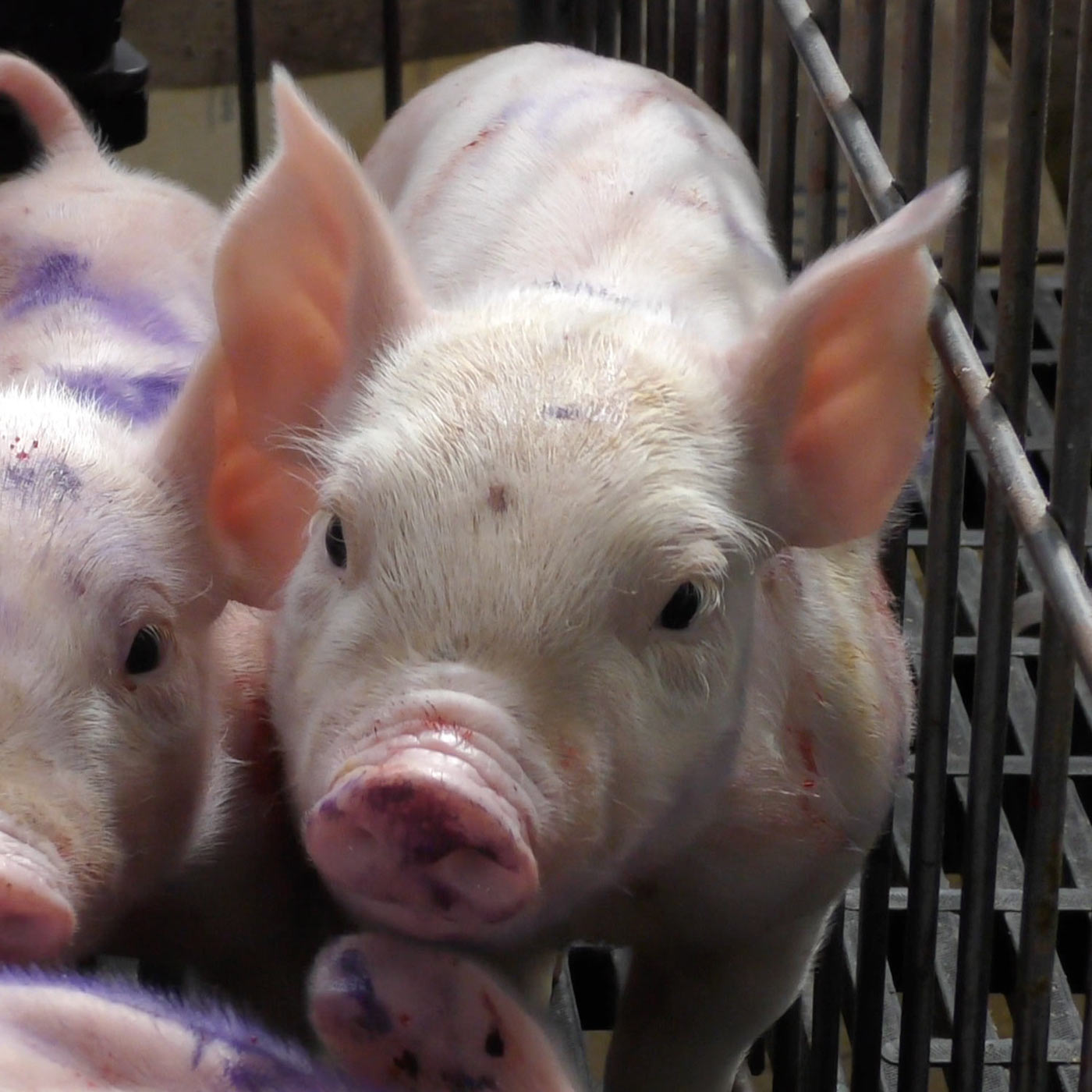 Granjas de cerdos: Crueldad desde el primer día