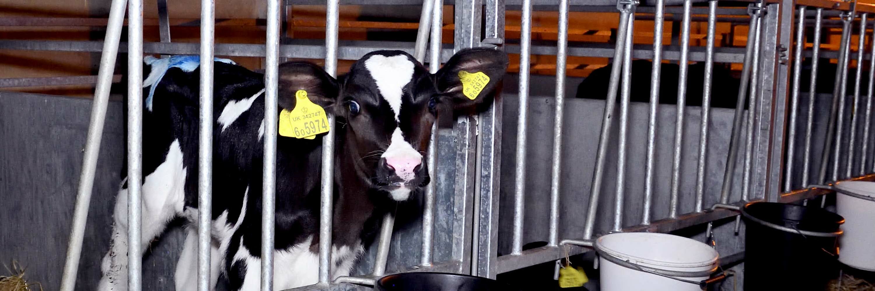 Así daña la industria láctea a las vacas