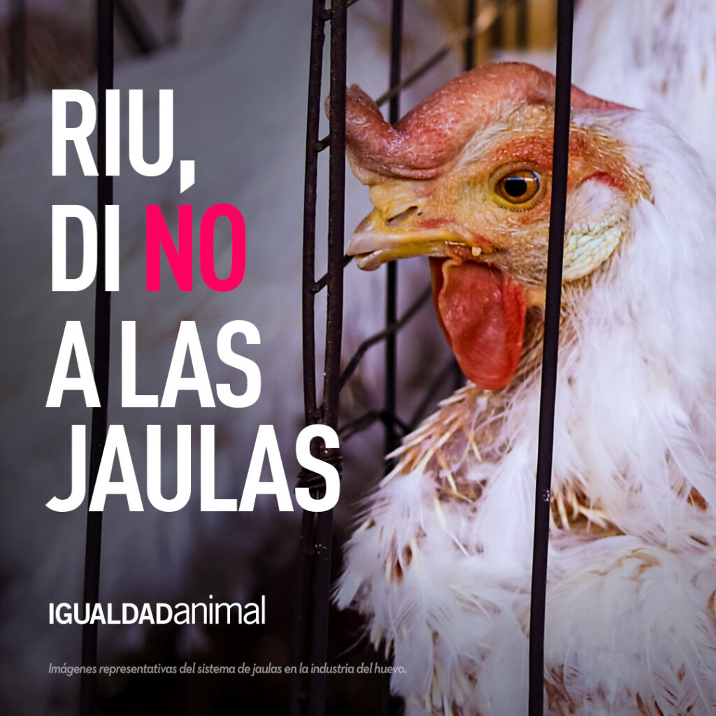  NUEVA CAMPAÑA: RIU Hotels & Resorts, di no a las jaulas