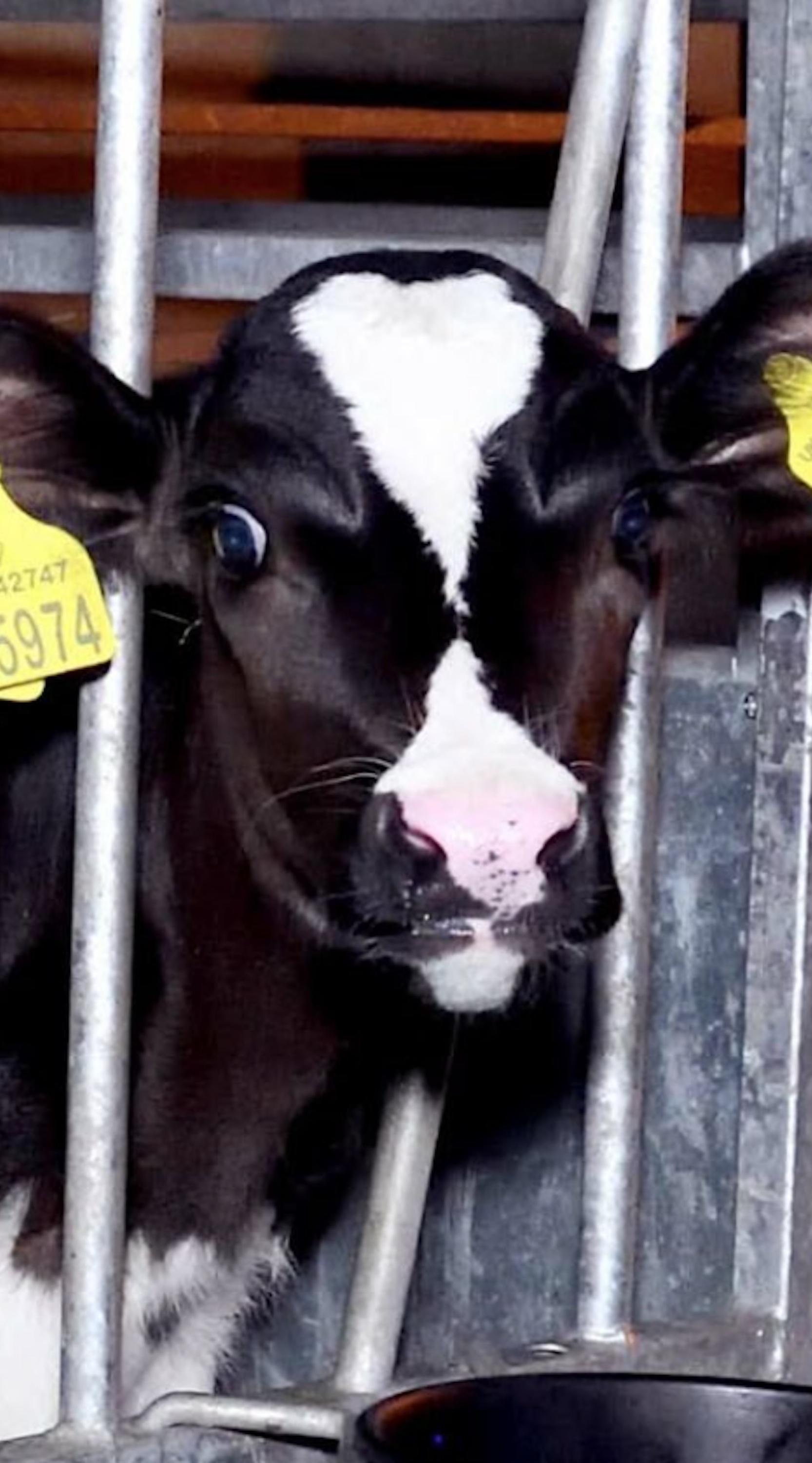 Maltrato animal para producir leche