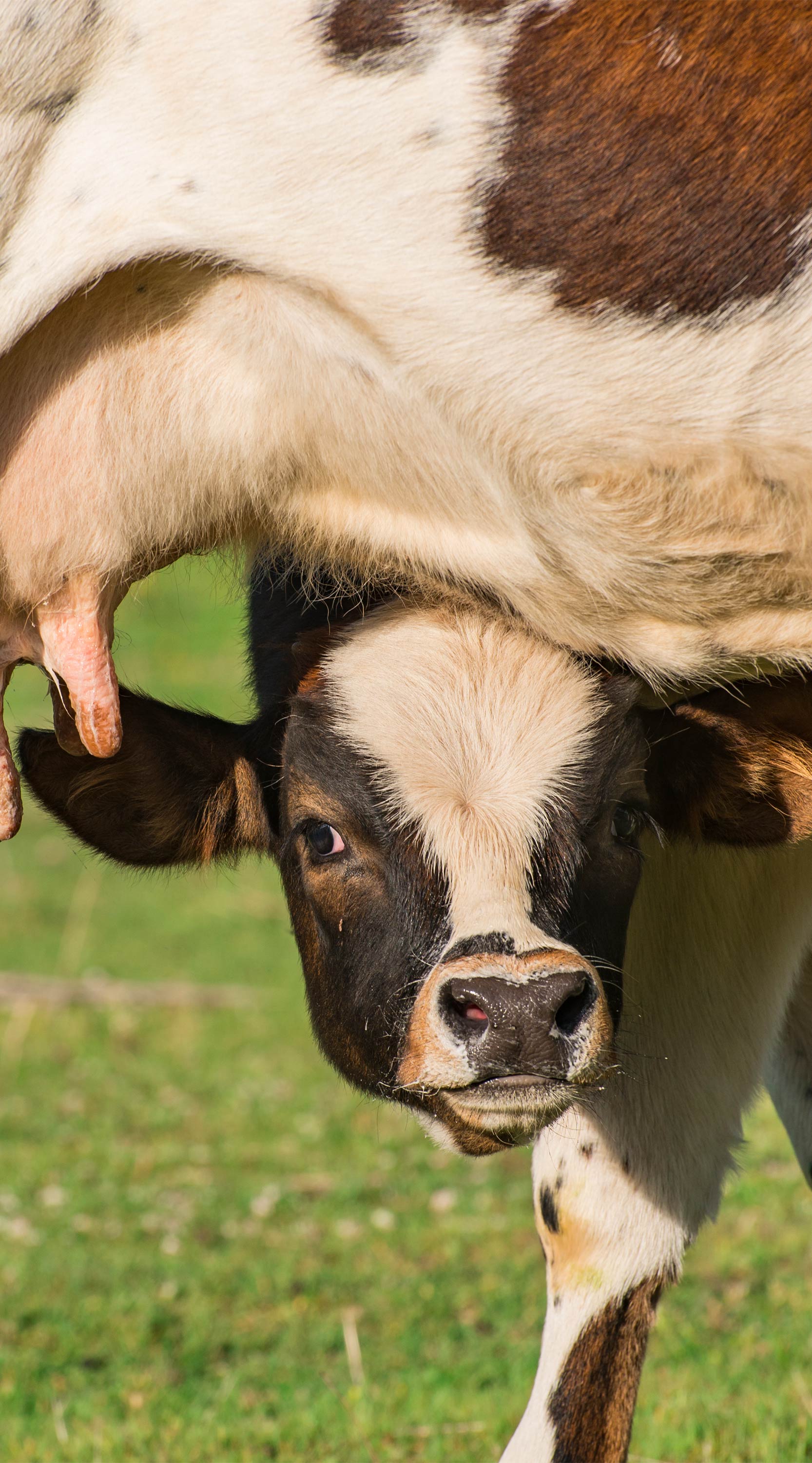 Artículo sobre veganismo