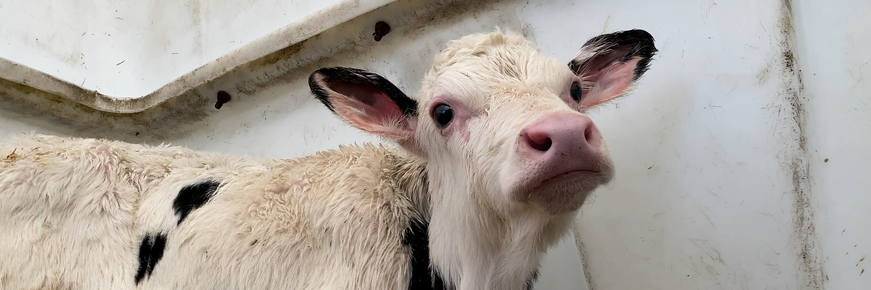 La ley británica reconocerá la sintiencia de los animales