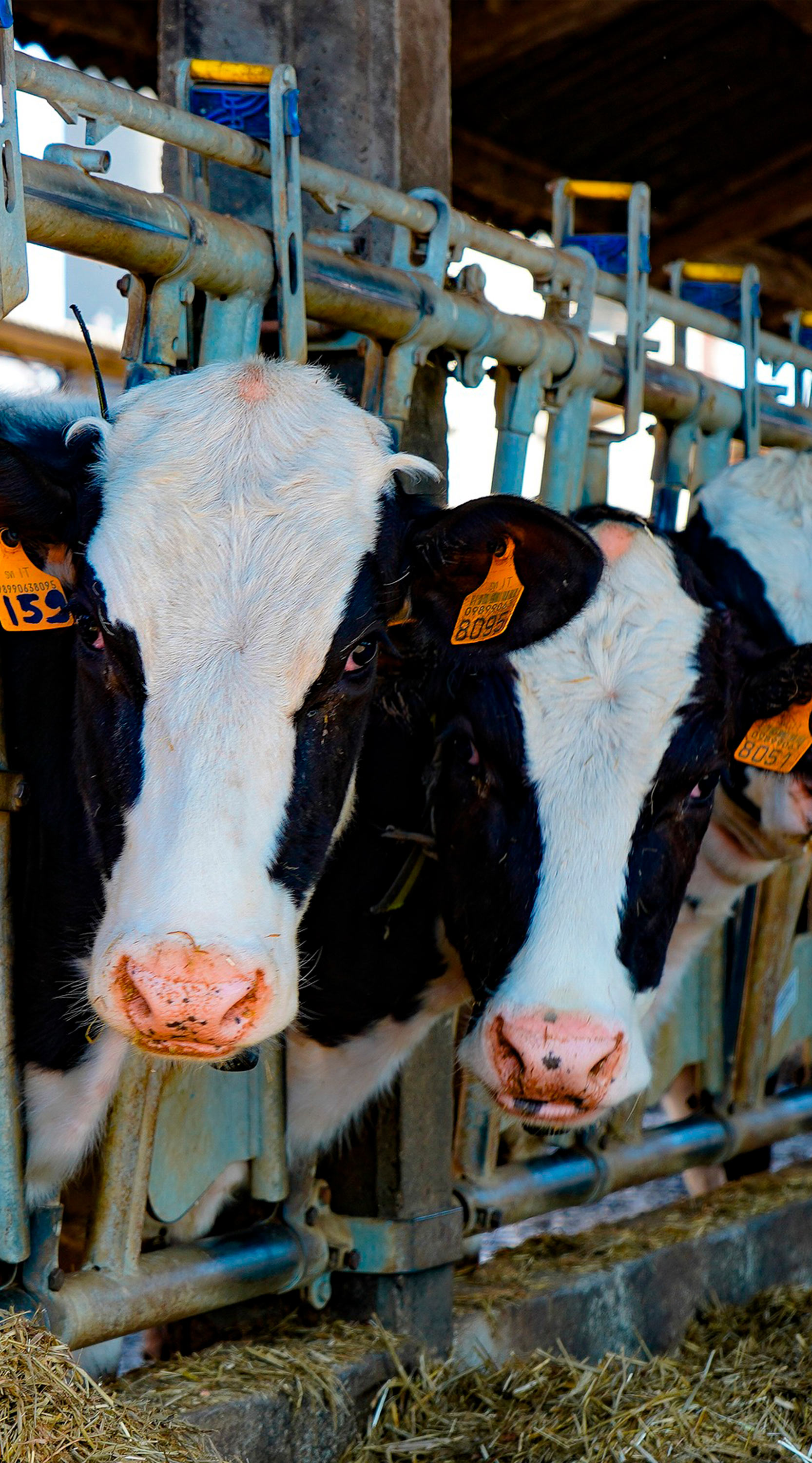 Vacas en la industria de la leche.