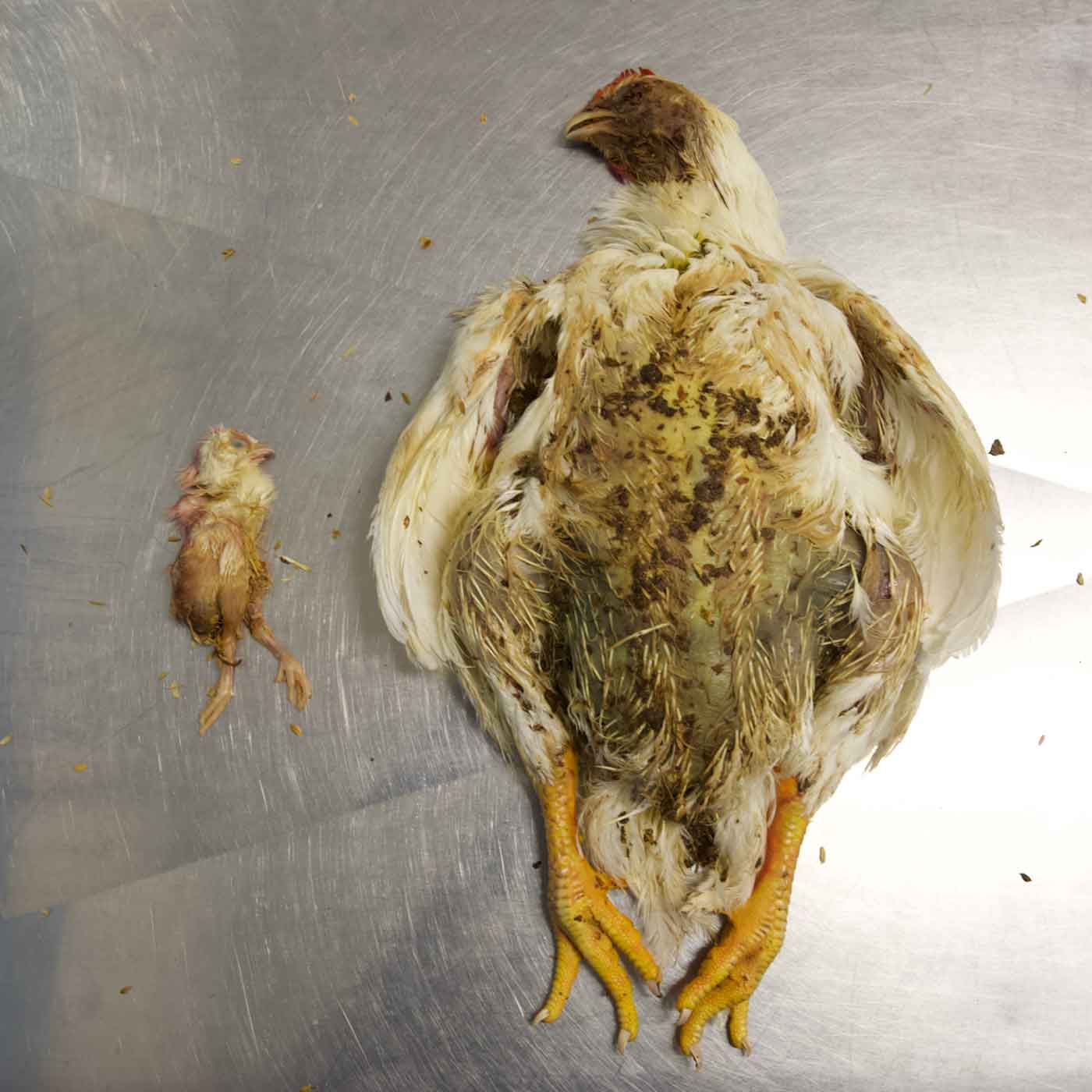 Análisis veterinario del impacto de la selección genética en pollos en Italia