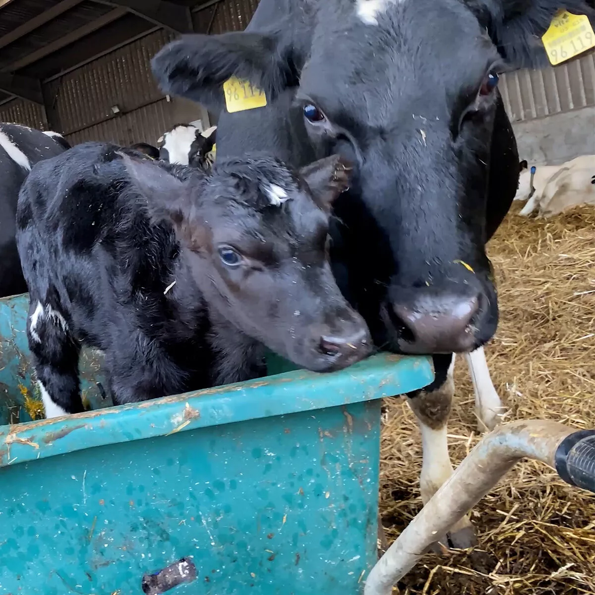 Imagen de un ternero y una vaca siendo separados.