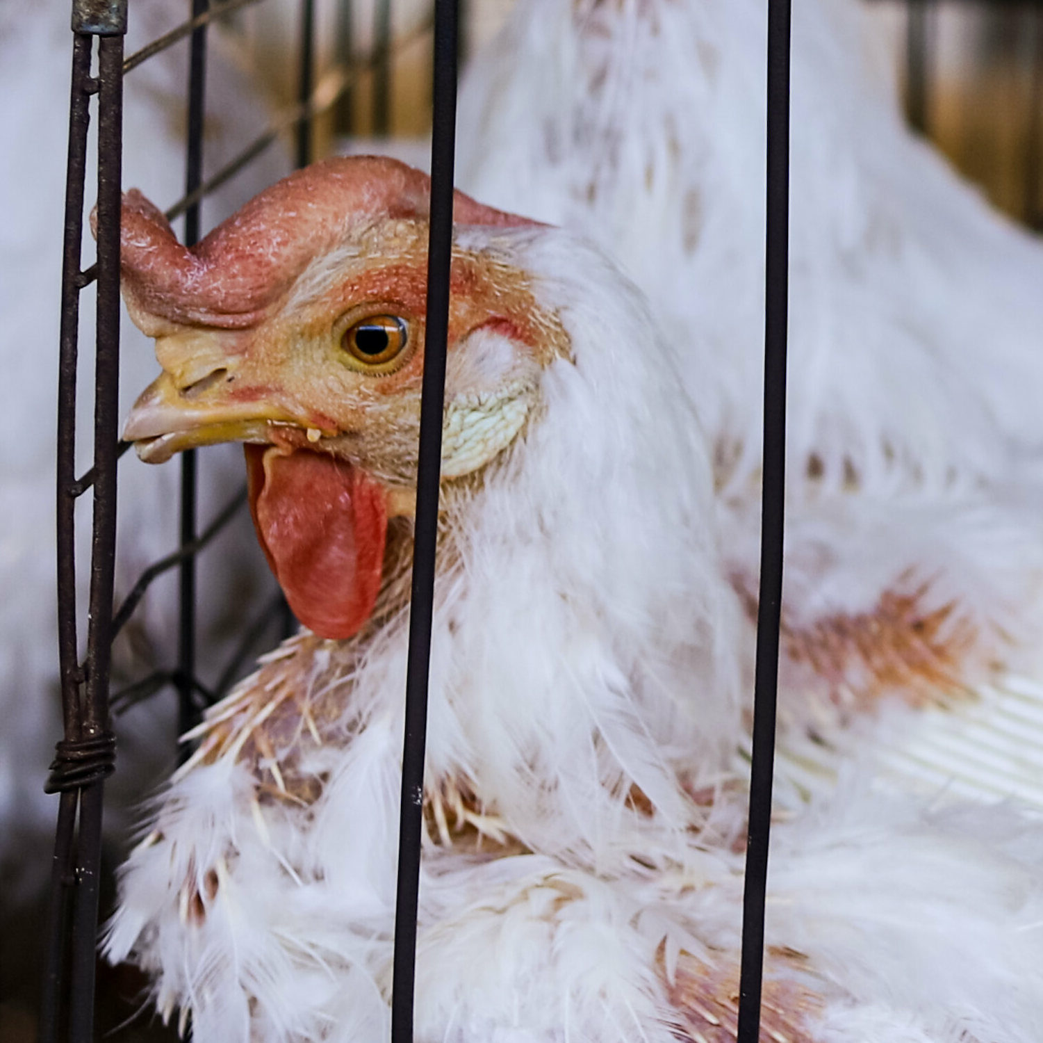 Gallina dentro de una jaula en granja de México