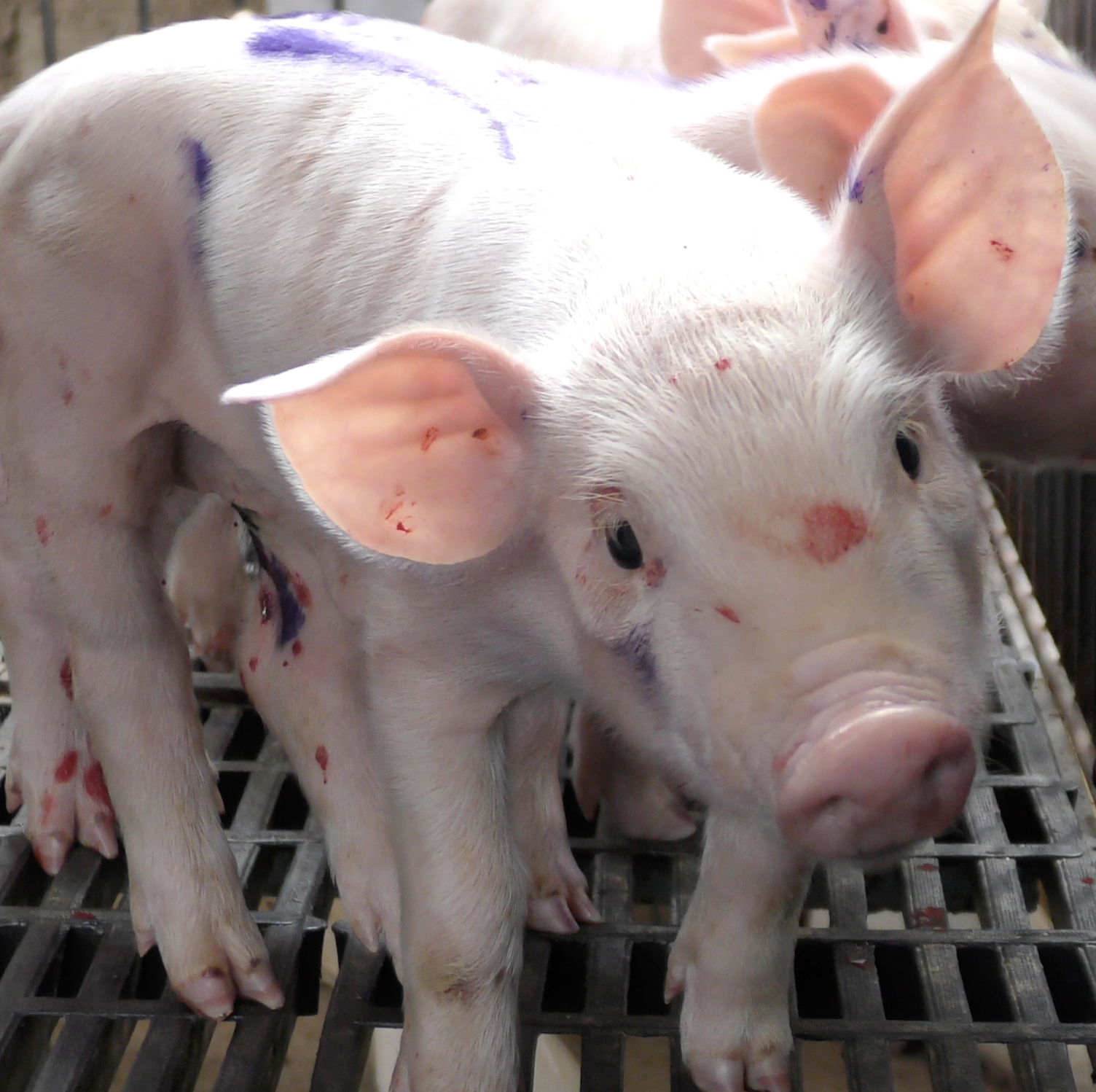Cerdo manchado de sangre en granja de cerdos en México