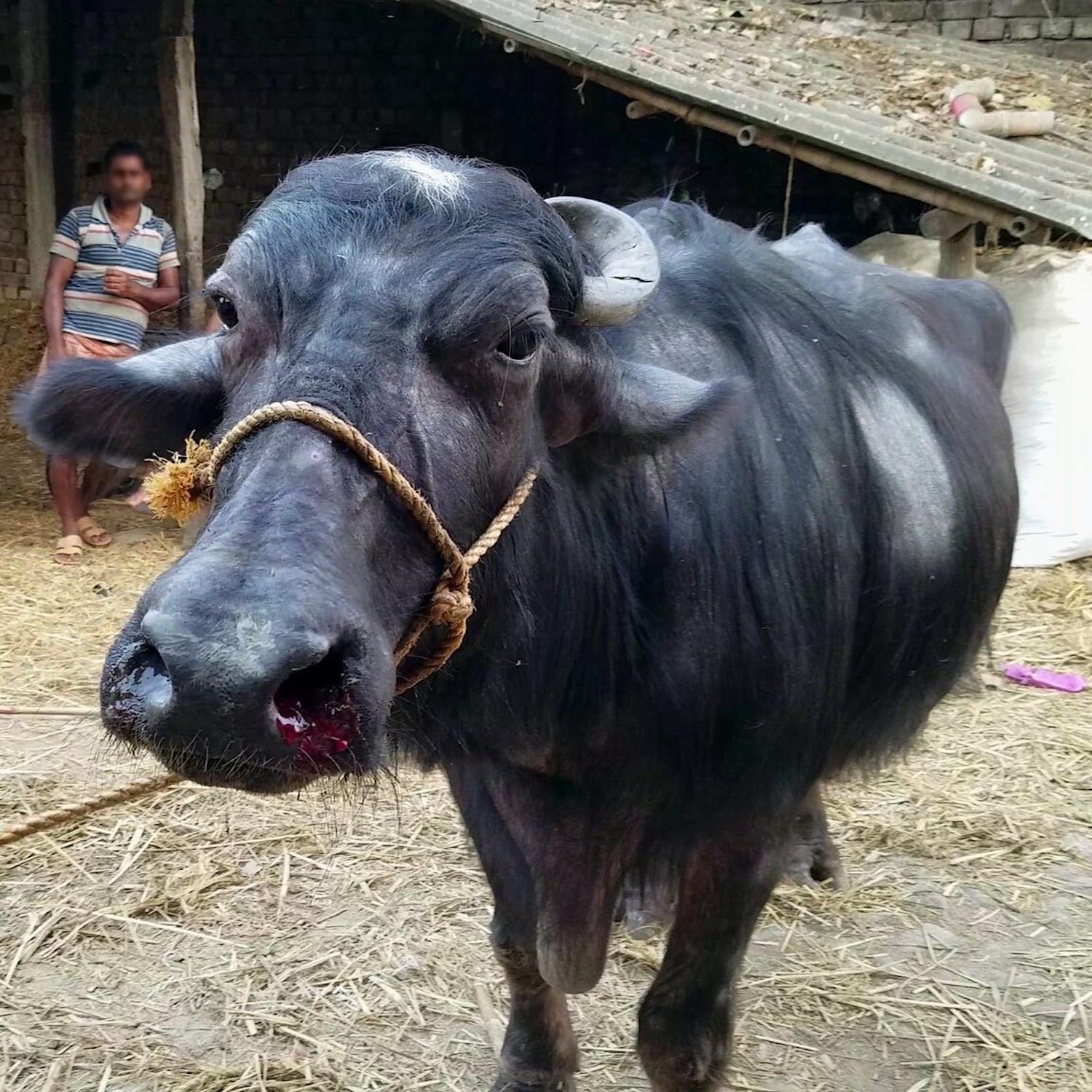 Búfala en granja lechera india 
