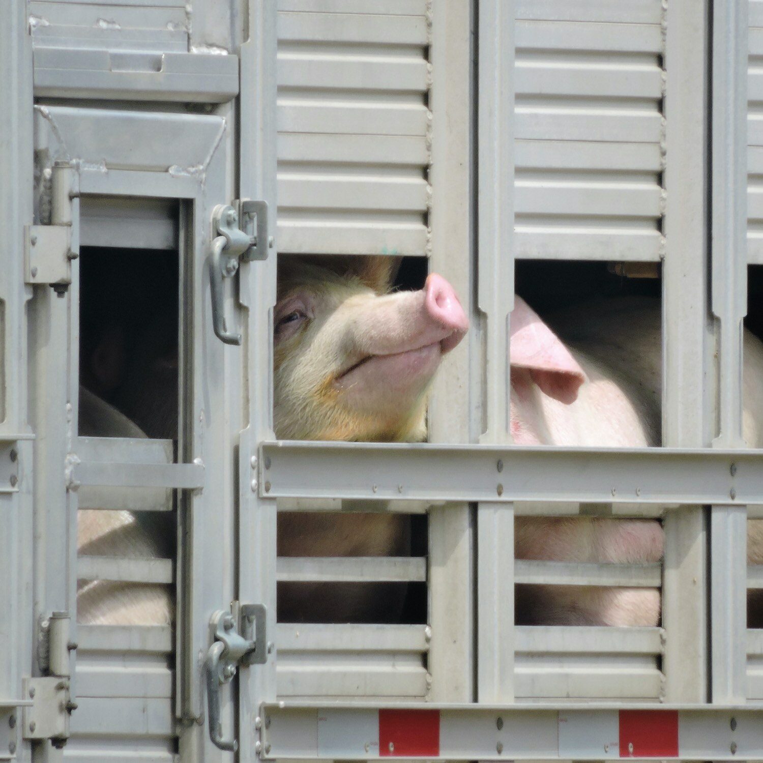 Cerdo en camión