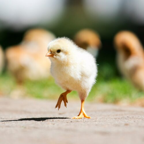 Se prohíbe definitivamente la matanza de pollos macho en Italia