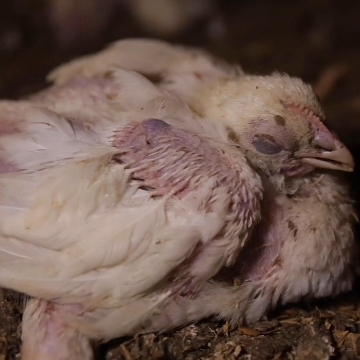 Maltrato de pollos en granja italiana