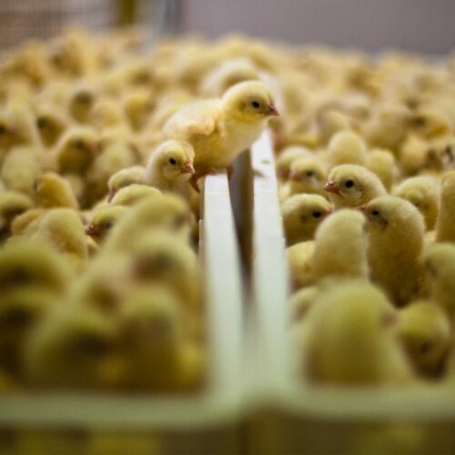 Empresa de alimentos brasileña contra matanza de pollos macho