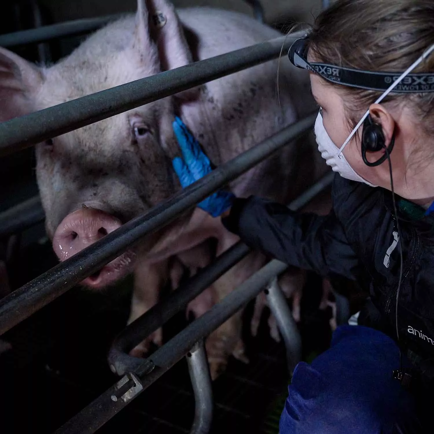 ¿Por qué son necesarias las investigaciones encubiertas? 5 Investigadora de Igualdad Animal acariciando a una cerda enjaulada.