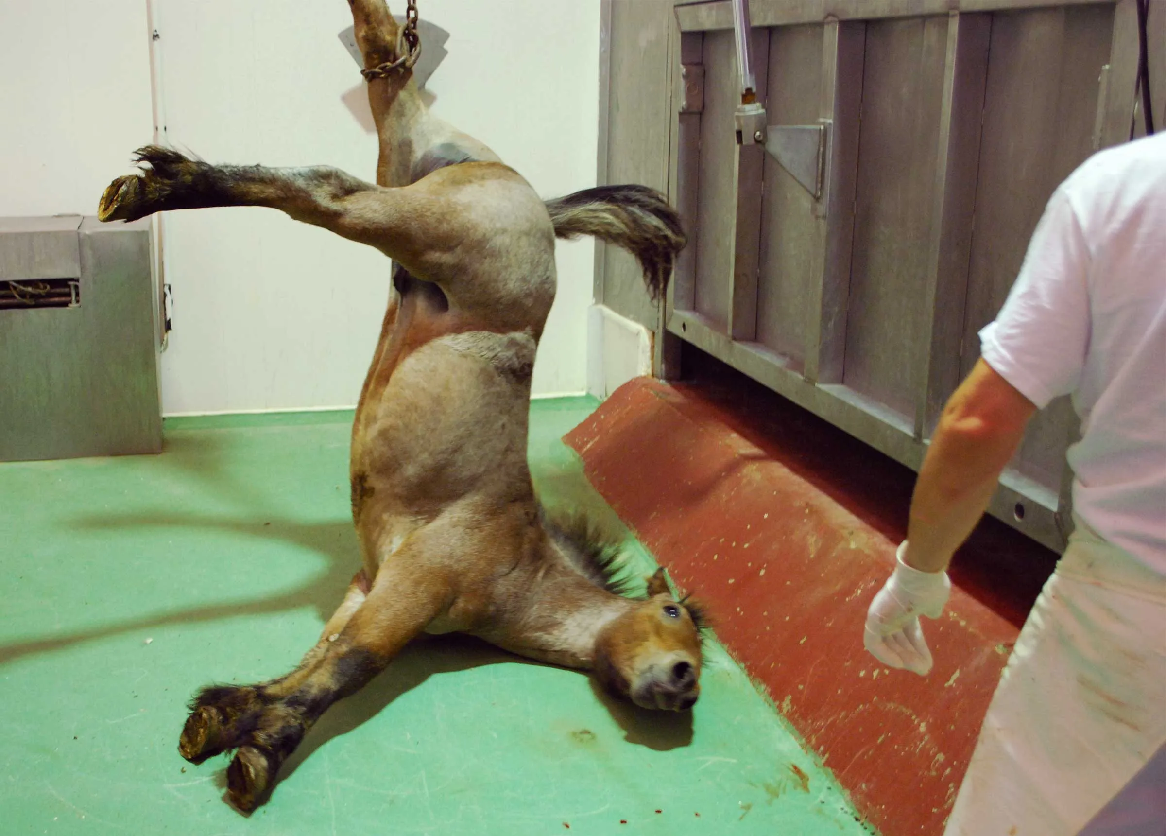 En la industria de la carne, los caballos positivos a dopaje provienen principalmente de otros sectores de donde fueron descartados.