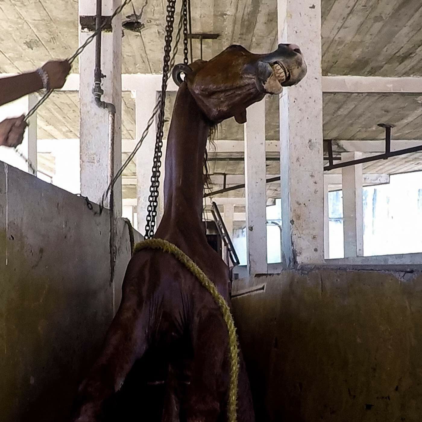 Matanza ilegal de caballos por su carne en México