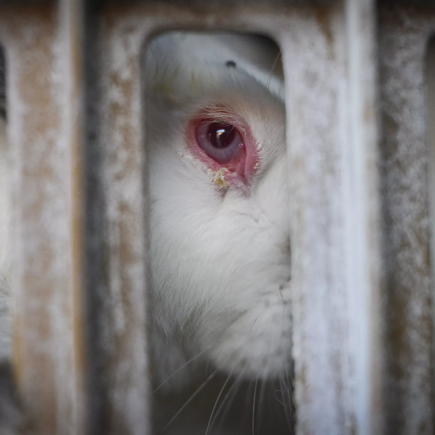 ¿Qué necesitan los animales para una vida digna? Martha Nussbaum lo explora en “Las fronteras de la justicia”