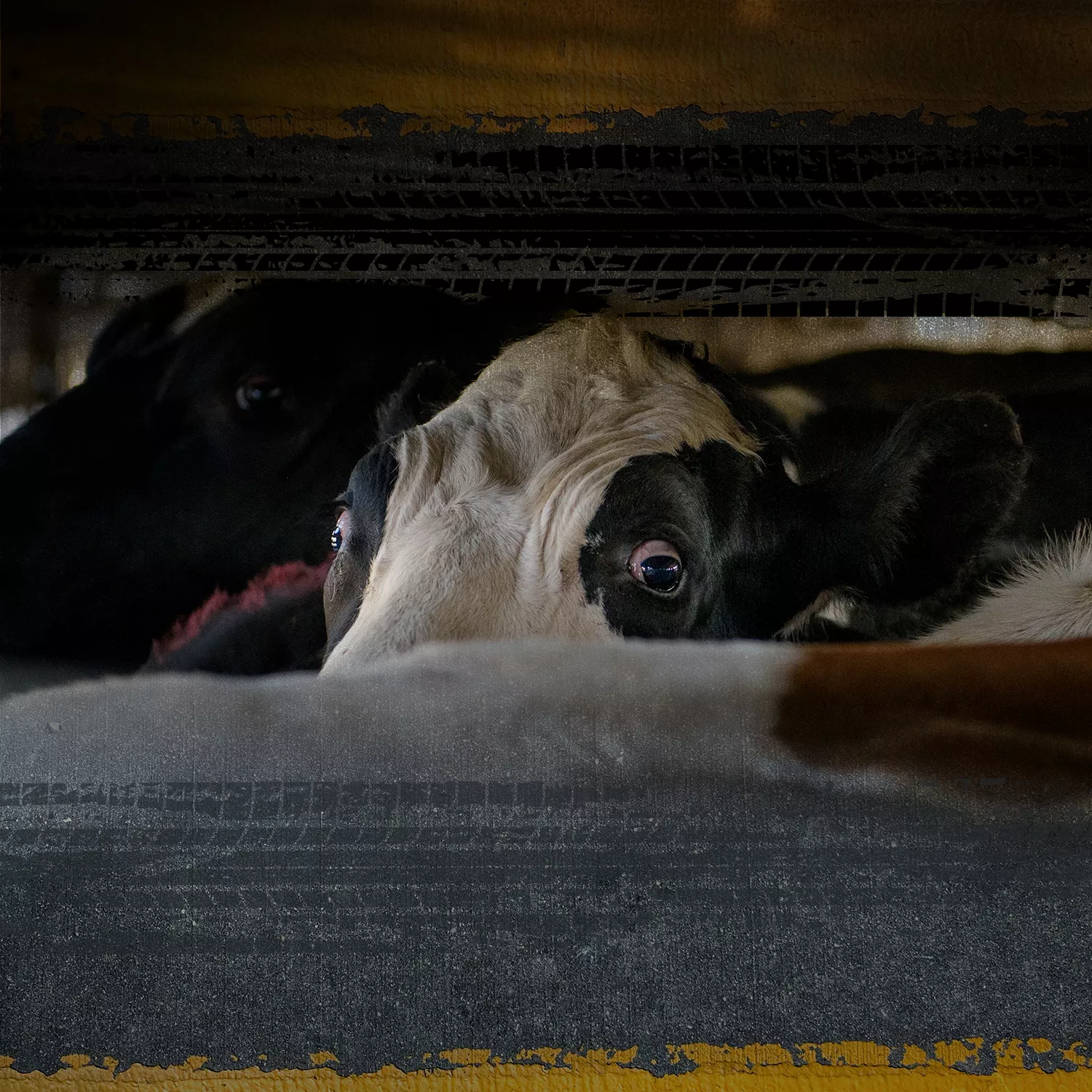 Vaca dentro del camión que la transporta al rastro