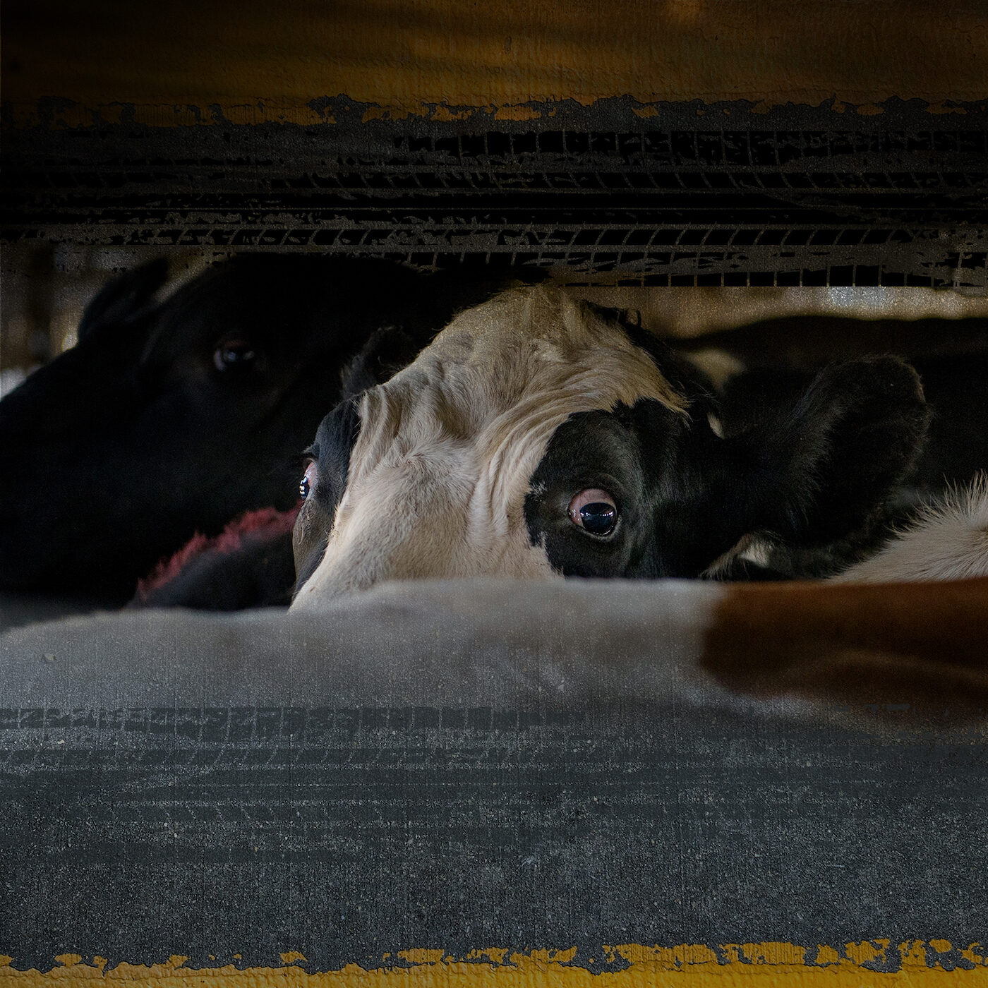 Contra el transporte de animales vivos en México