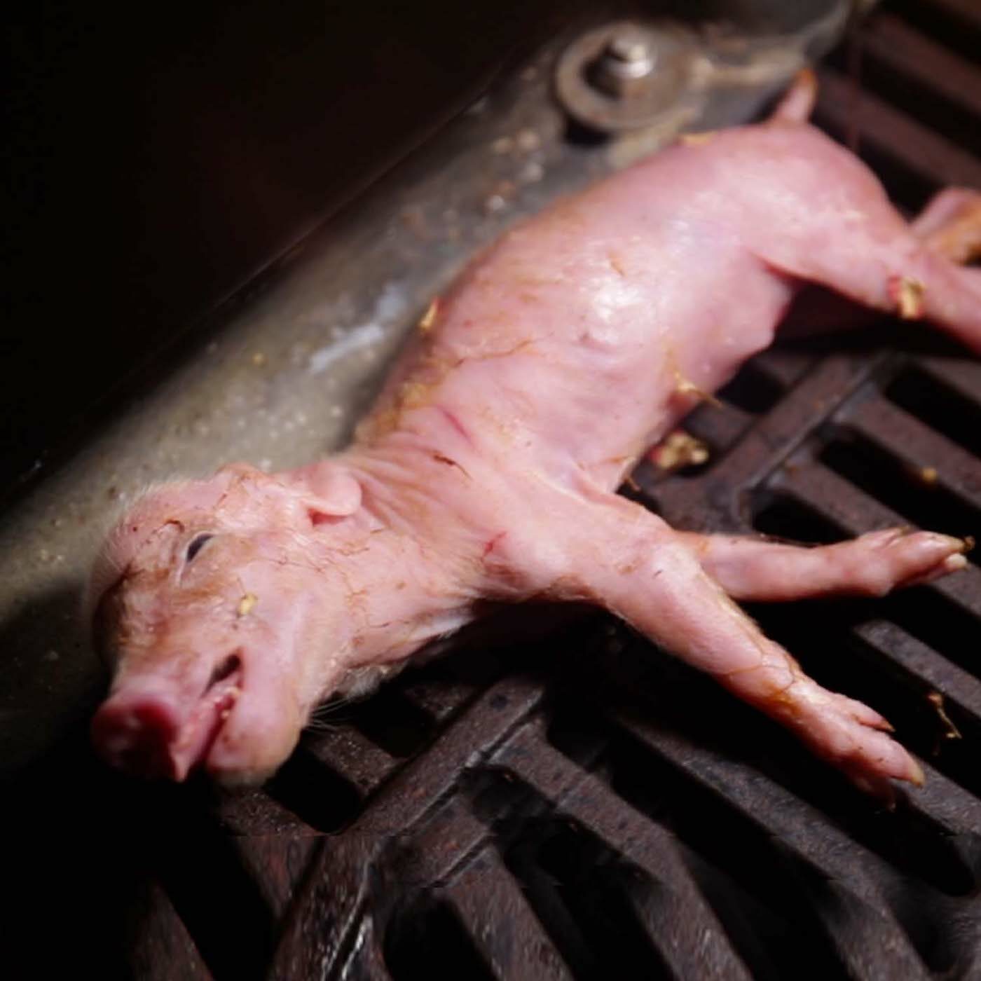 Sigue el sufrimiento de los cerdos en granjas italianas