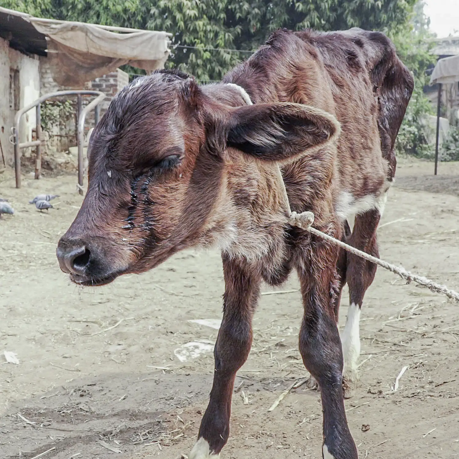 Ternero macho llorando atado por el cuello en una granja lechera india