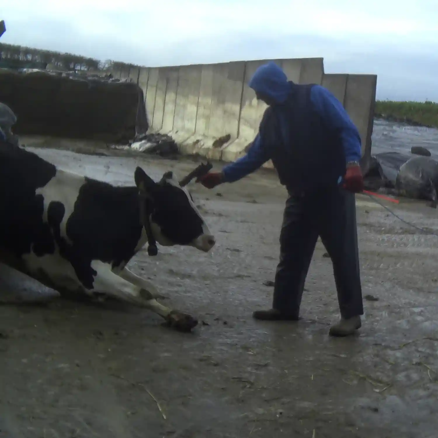 Trabajado apuntando y disparando a una vaca para matarla en Reino Unido