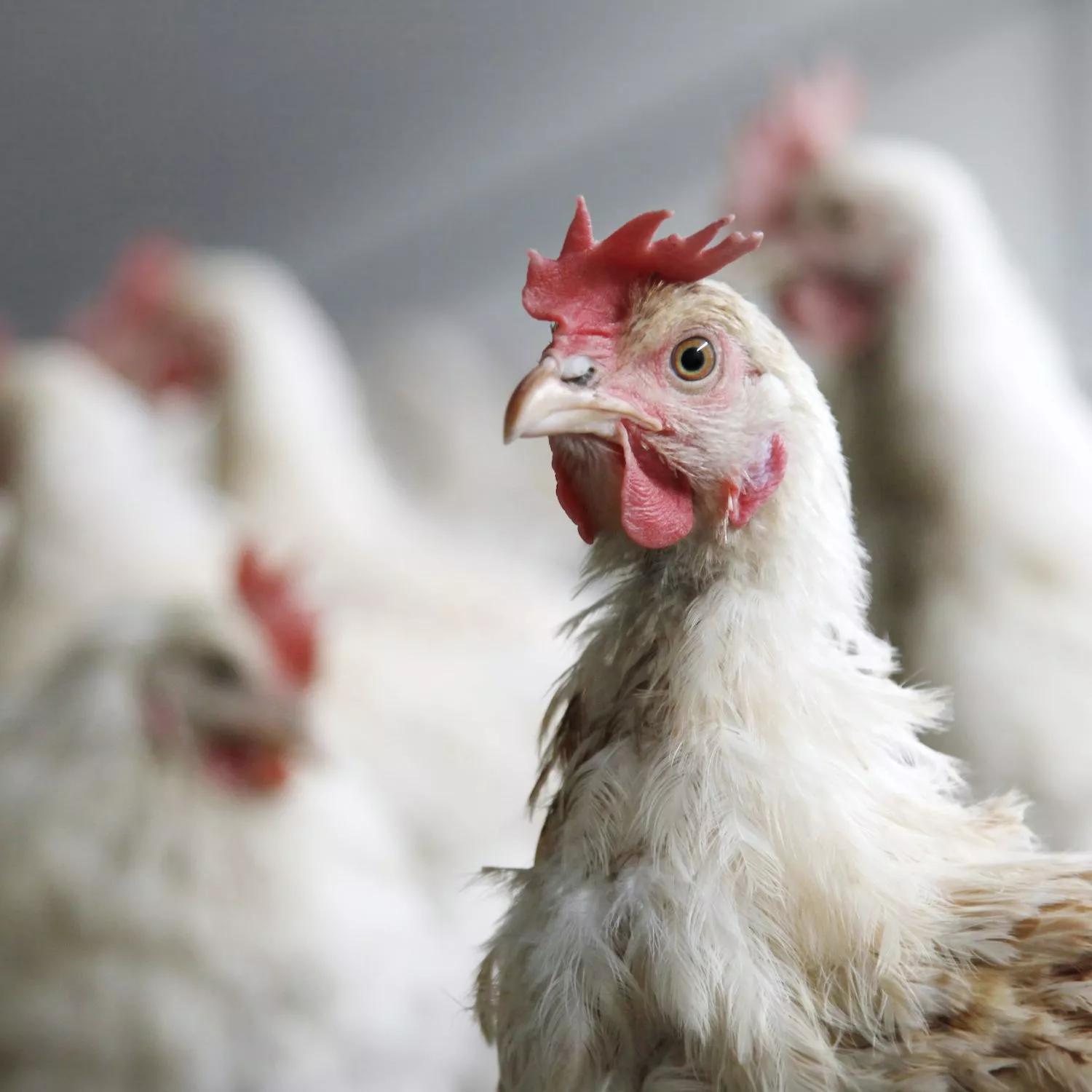 Ferrero completa transición a huevo sin jaulas en México