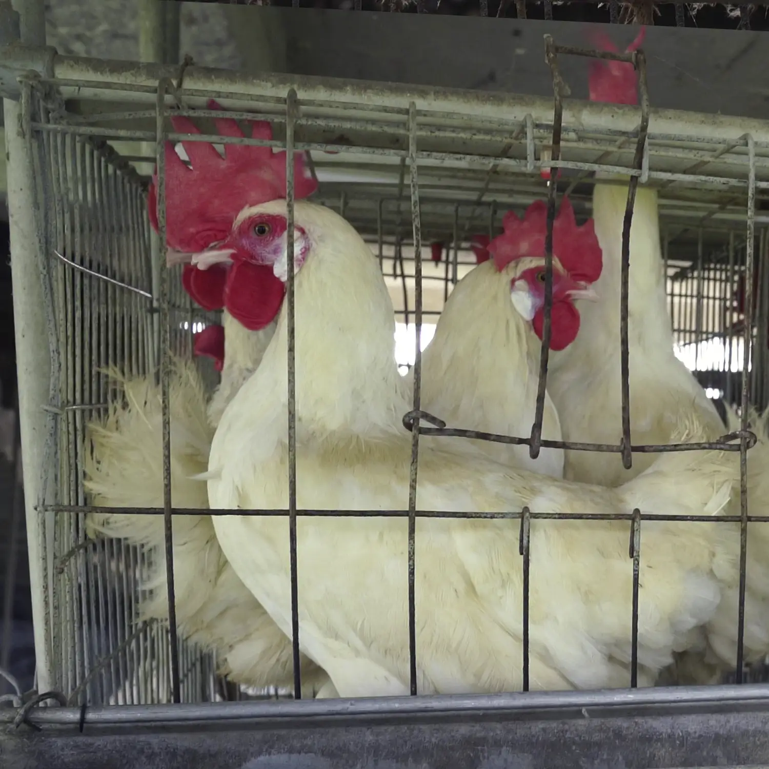 gallinas en jaula en granjas de productores de India