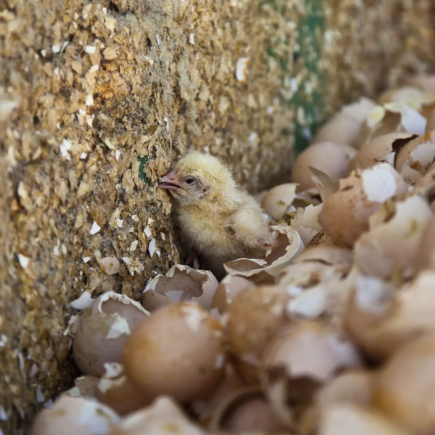 Pollito tirado a la basura en incubadora en España

