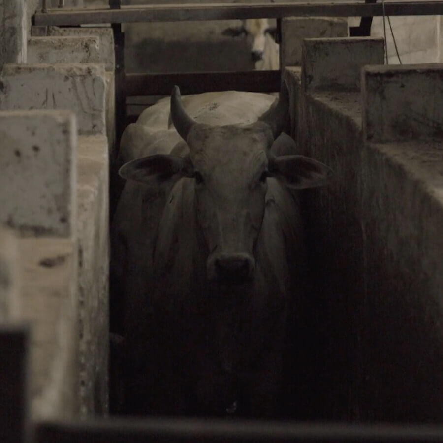 Vaca esperando a ser matada en un rastro clandestino en Brasil